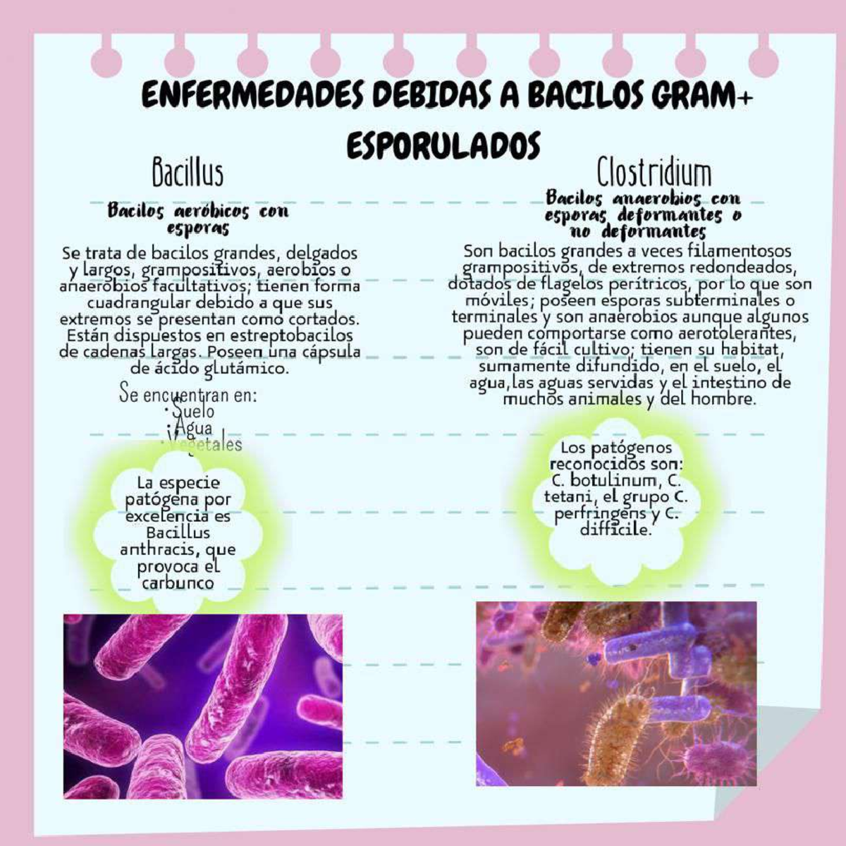 Bacilos - Microbiología General - Studocu