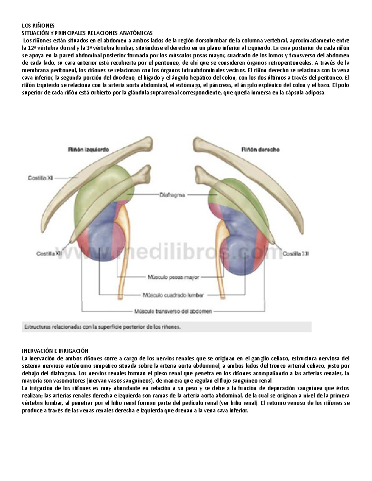 Resumen Riñones Y Vejiga - LOS RIÑONES SITUACIÓN Y PRINCIPALES ...