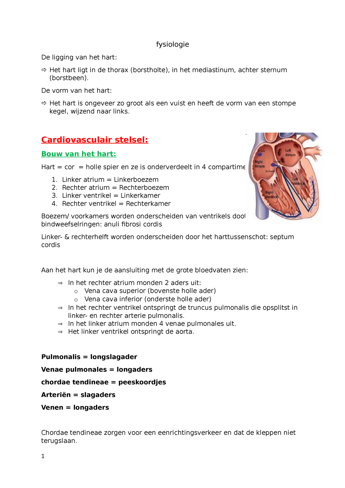 Fysiologie Samenvatting Fysiologie De Ligging Van Het Hart Het Hart