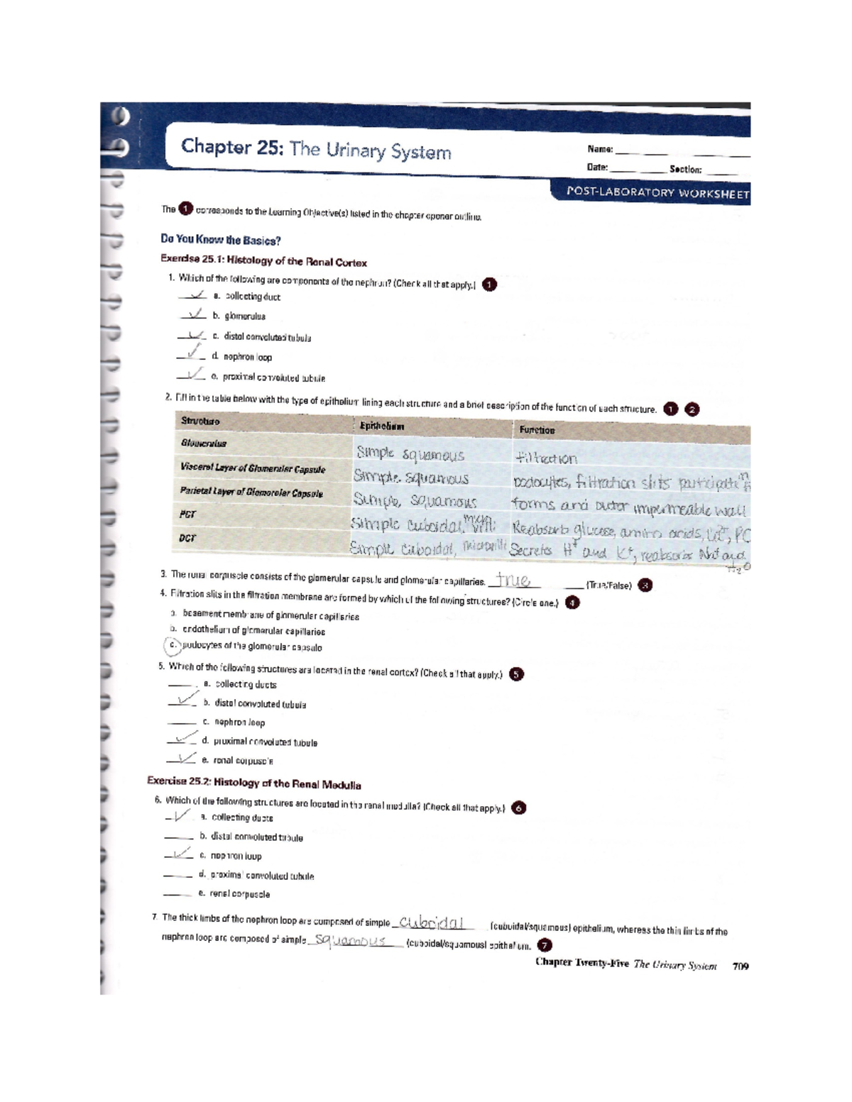 Urinary Labsheets - Chapter 25: The Urinary System Name: Date: Section ...