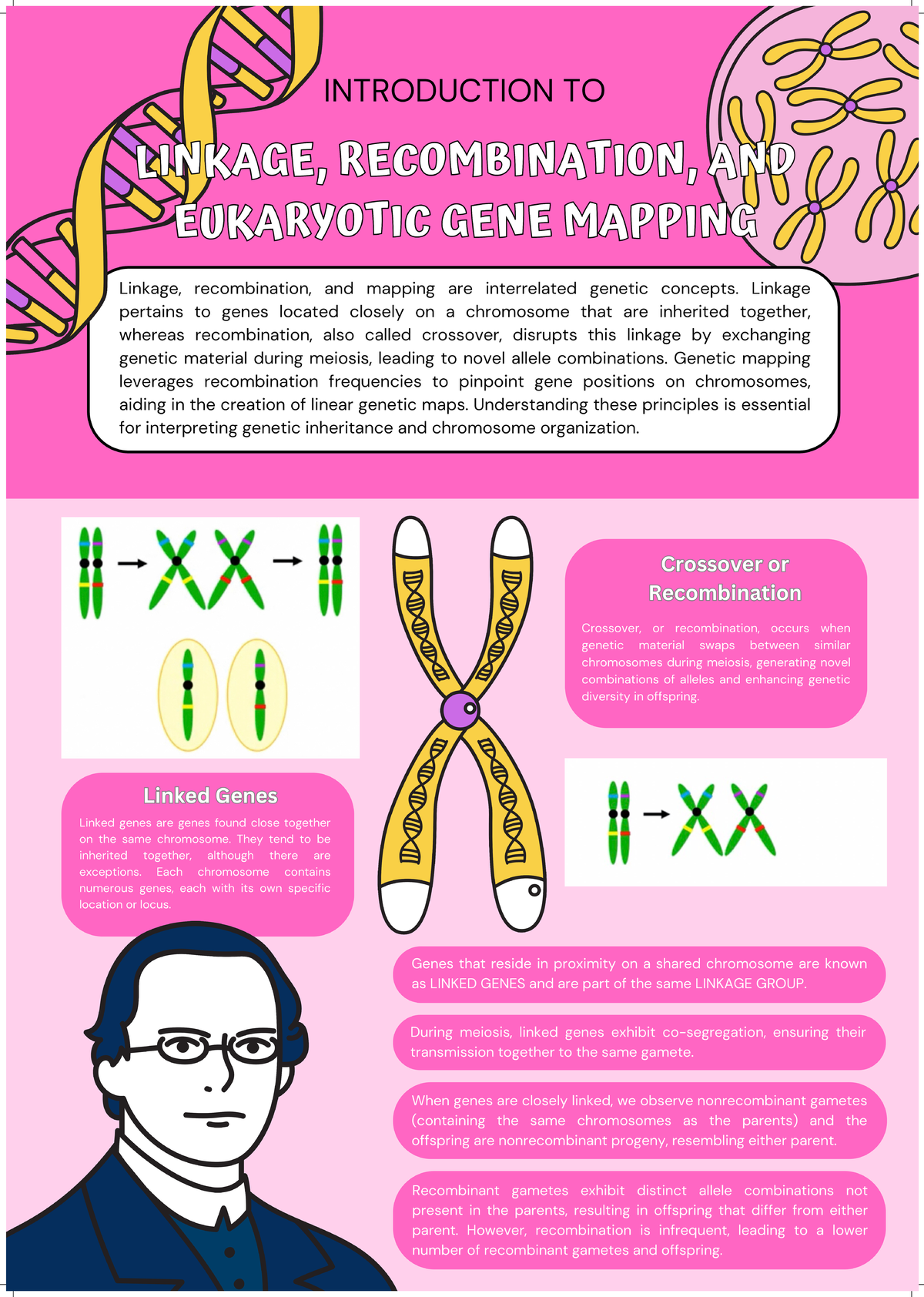 BIO - hahaha - INTRODUCTION TO LINKAGE, RECOMBINATION EUKARYOTIC GENE ...