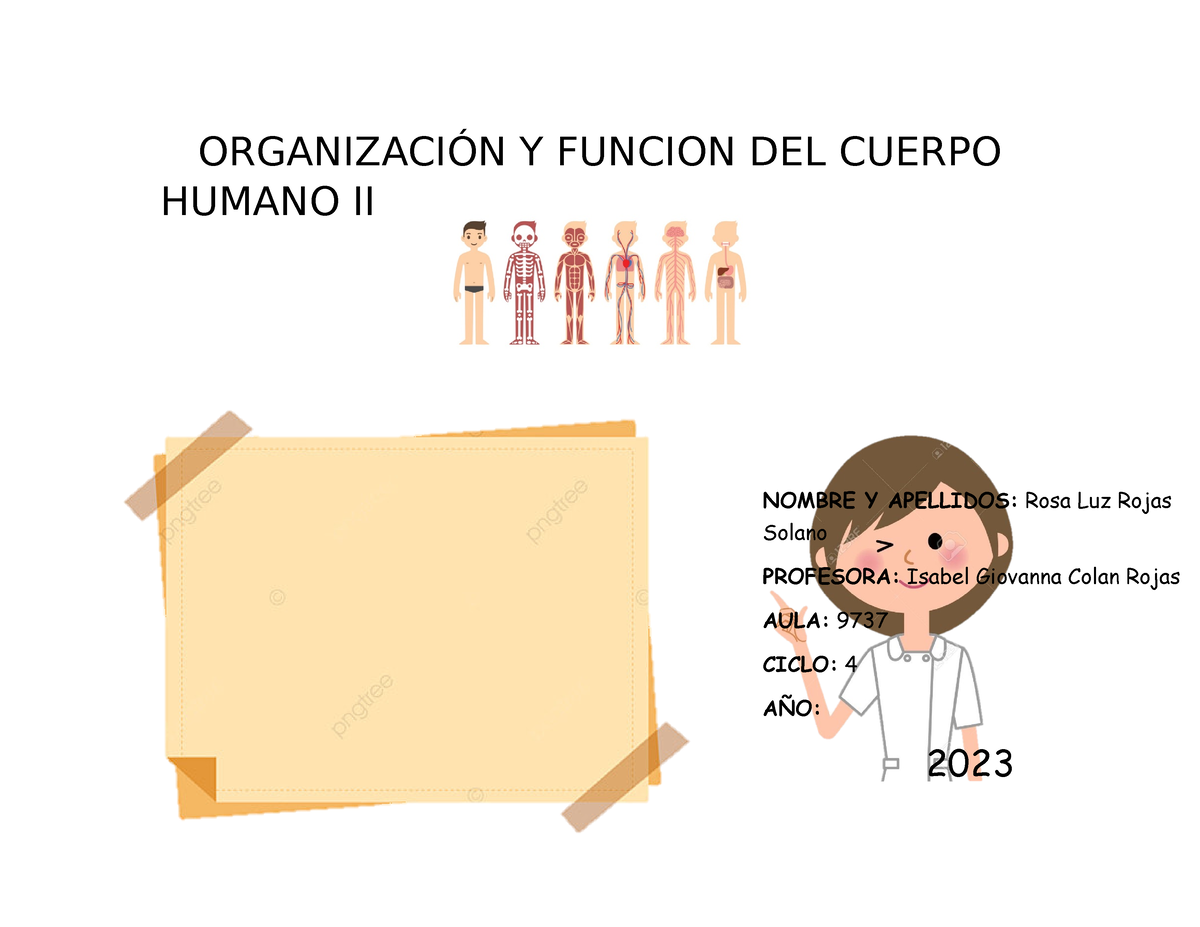 Organizaci N Y Funcion Del Cuerpo Humano Ii Semaan Sesion Organizaci N Y Funcion Del