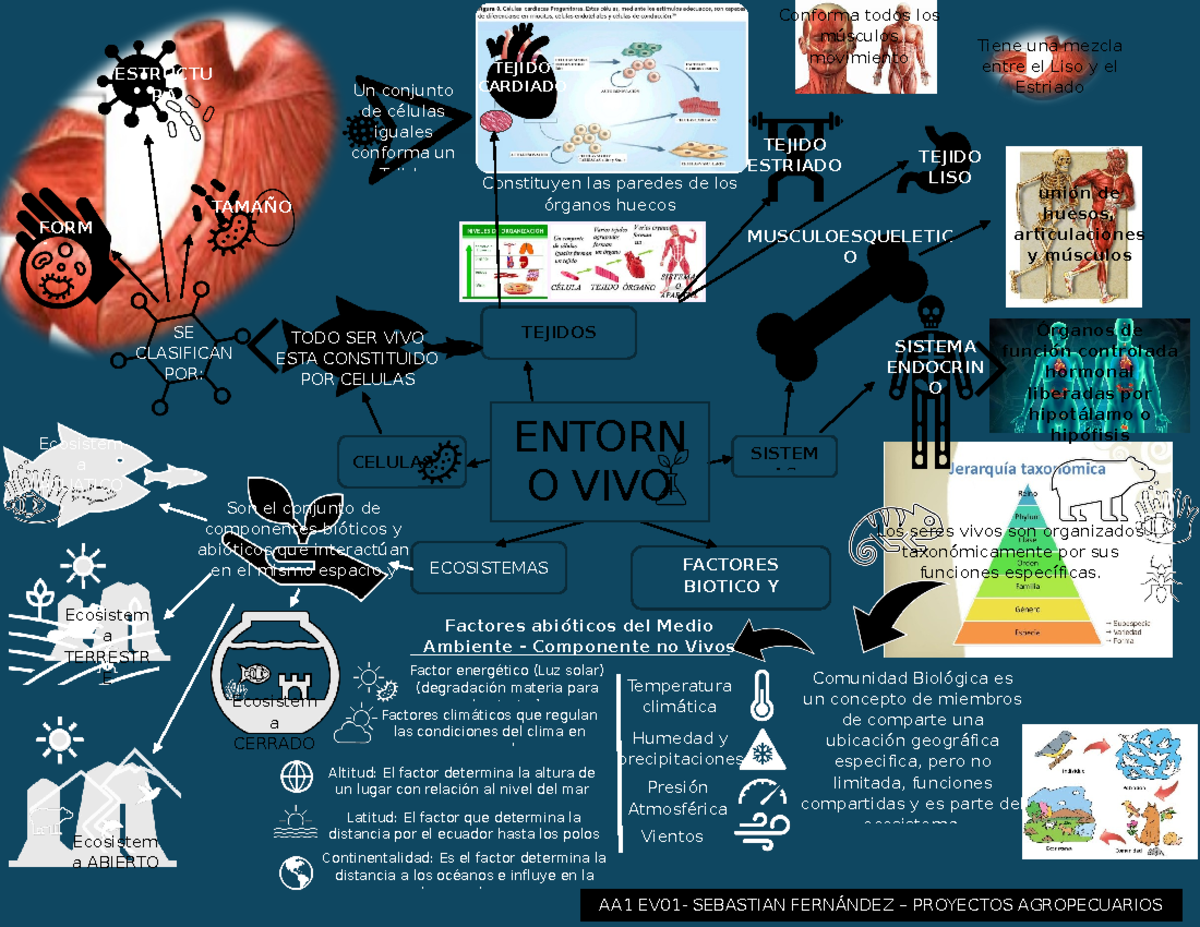 AA1 EV01 Mapa mental Entorno Vivo - Los seres vivos son organizados ...