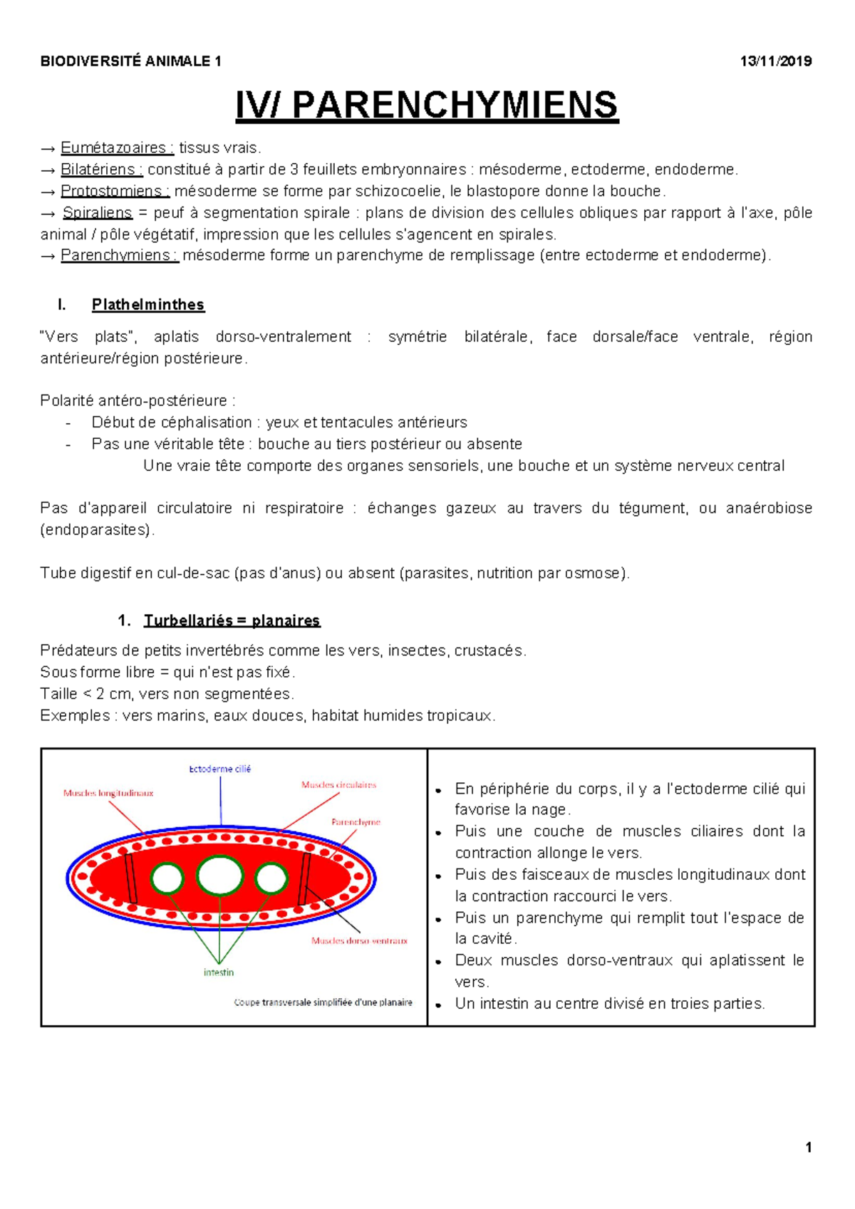 Parenchymiens L1 SDV - S1 - IV/ PARENCHYMIENS → ​Eumétazoaires :​ tissus  vrais. → ​Bilatériens :​ - Studocu