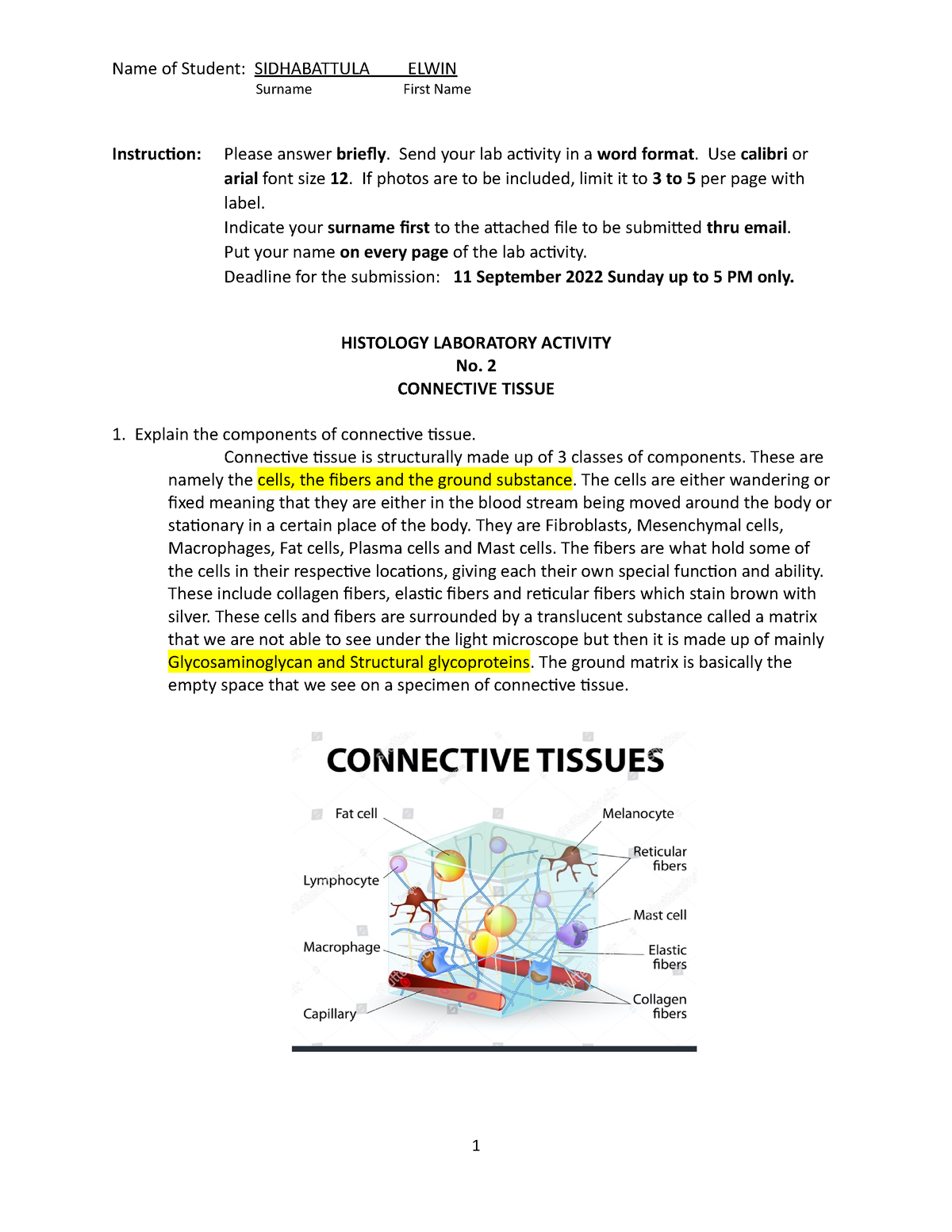 Connective Tissue Lab Report