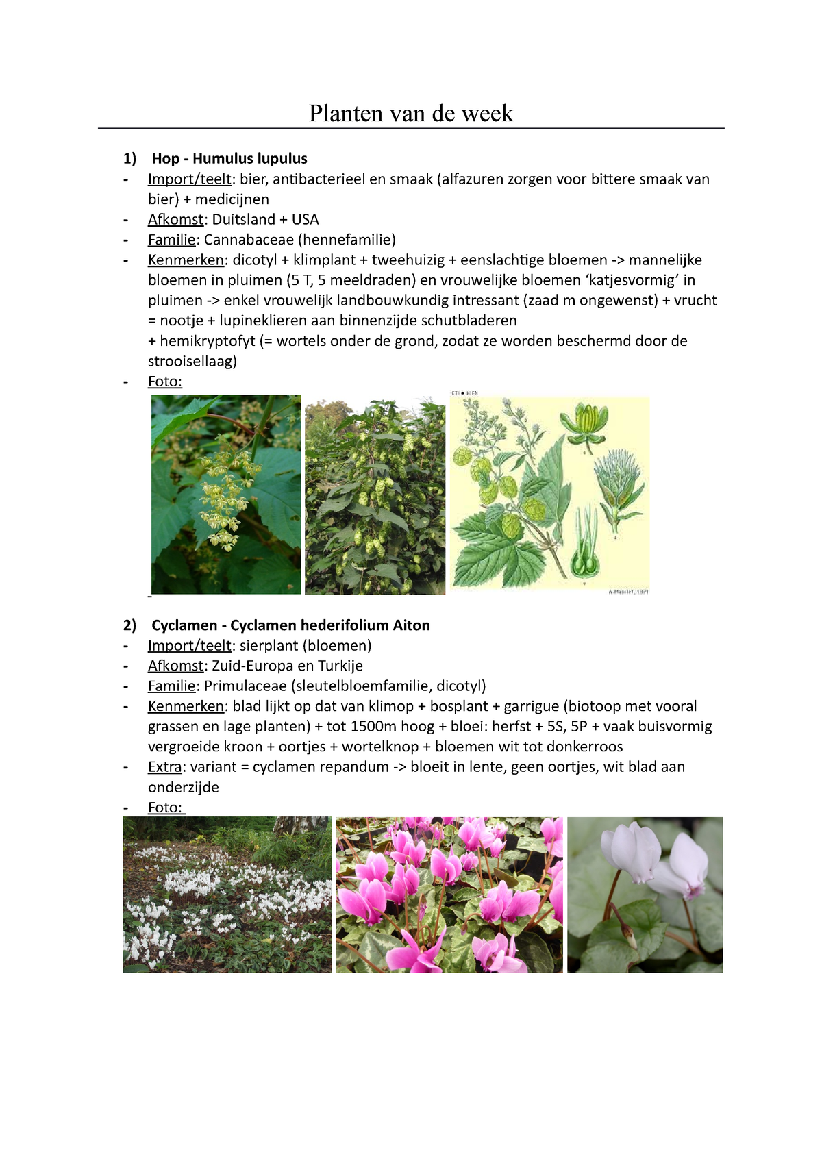 Serie van Schaduw tiener Planten van de week - Planten van de week Hop - Humulus lupulus  Import/teelt: bier, antibacterieel - Studocu