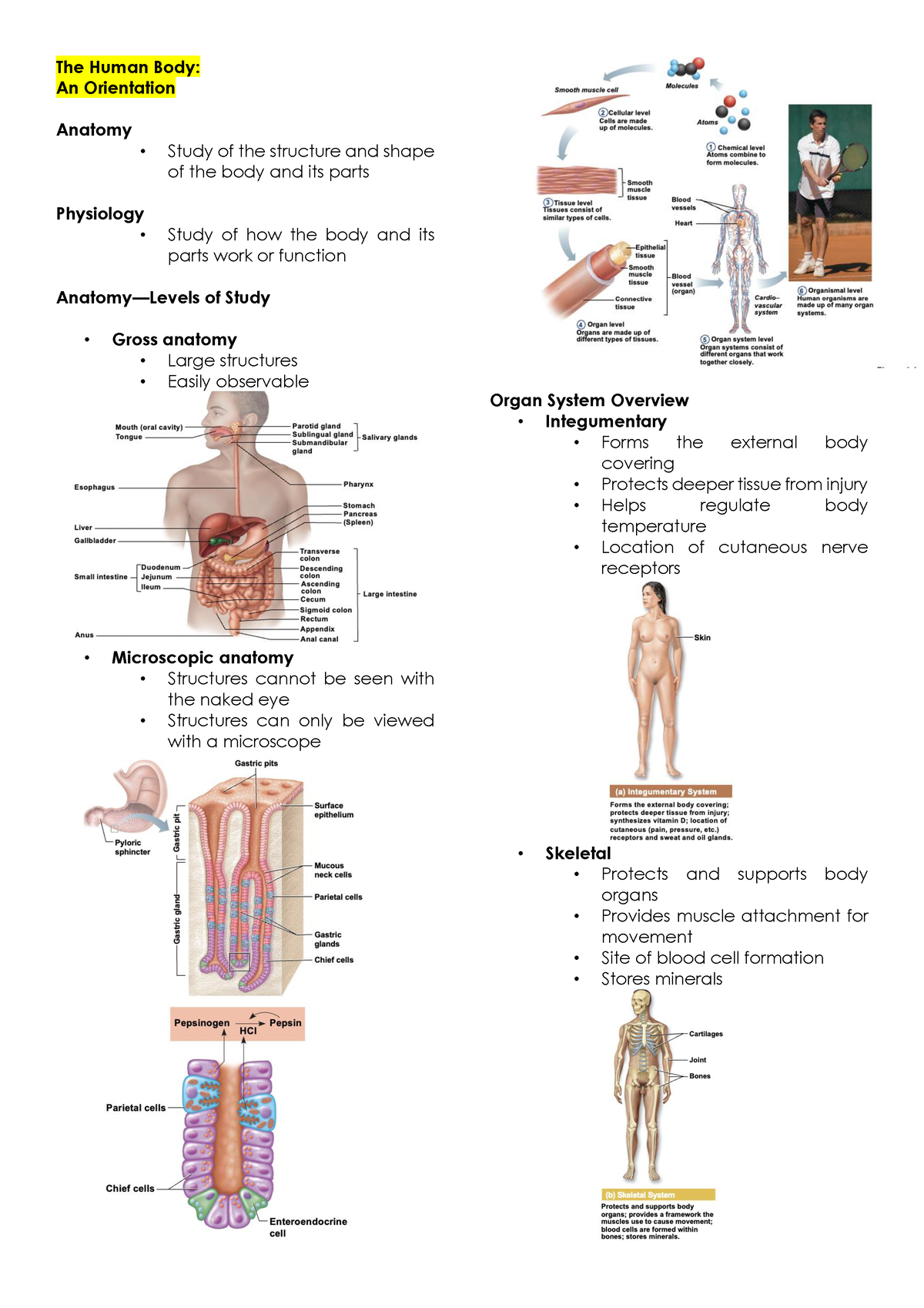 Anaphy Prelims - Reviewer - The Human Body: An Orientation Anatomy ...