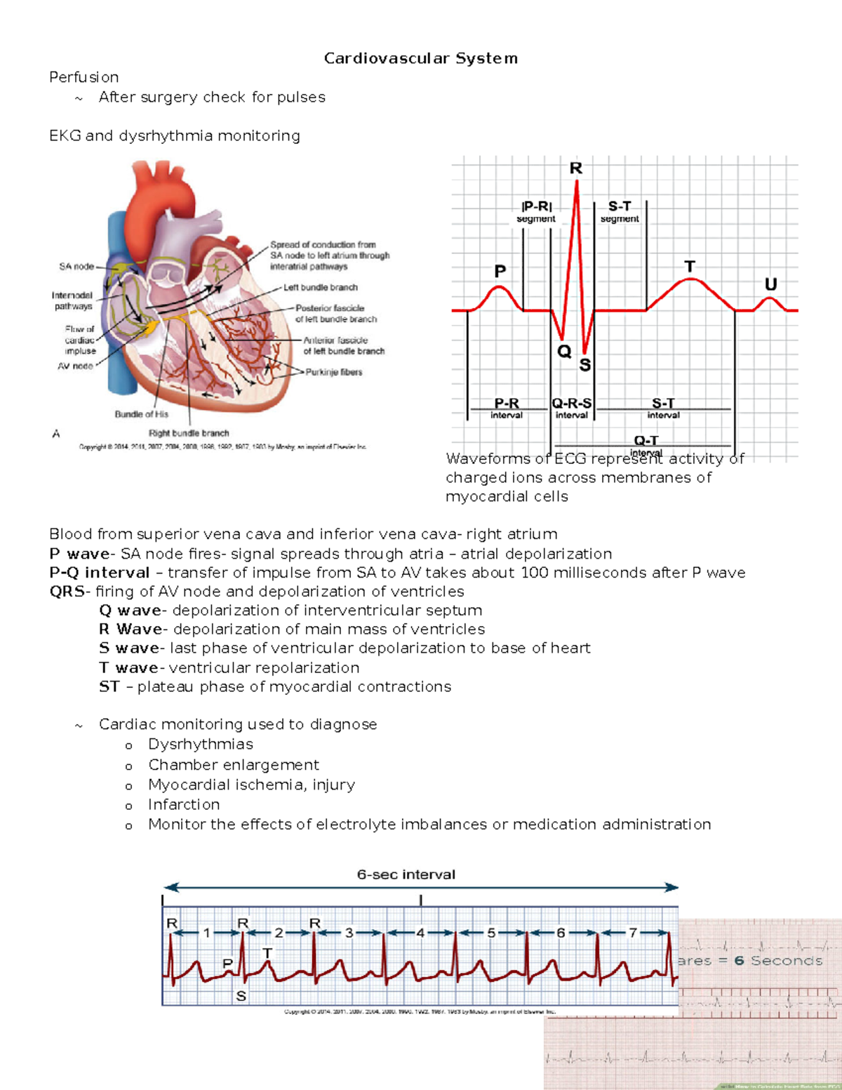 Week 6 Cardiovascular System PP notes - Cardiovascular System Perfusion ...