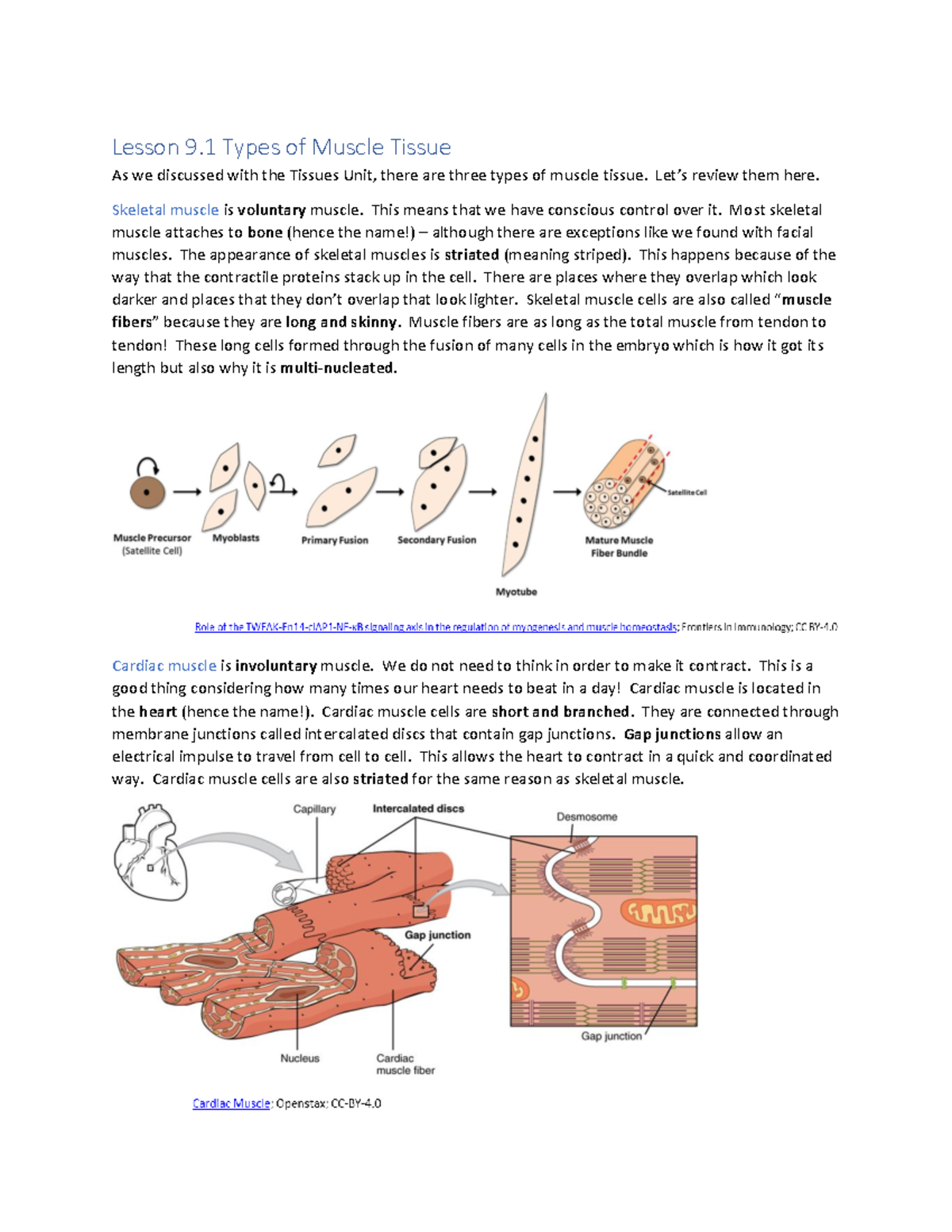 Lesson 9.1 Types of Muscle Tissue - Lesson 9 Types of Muscle Tissue As ...
