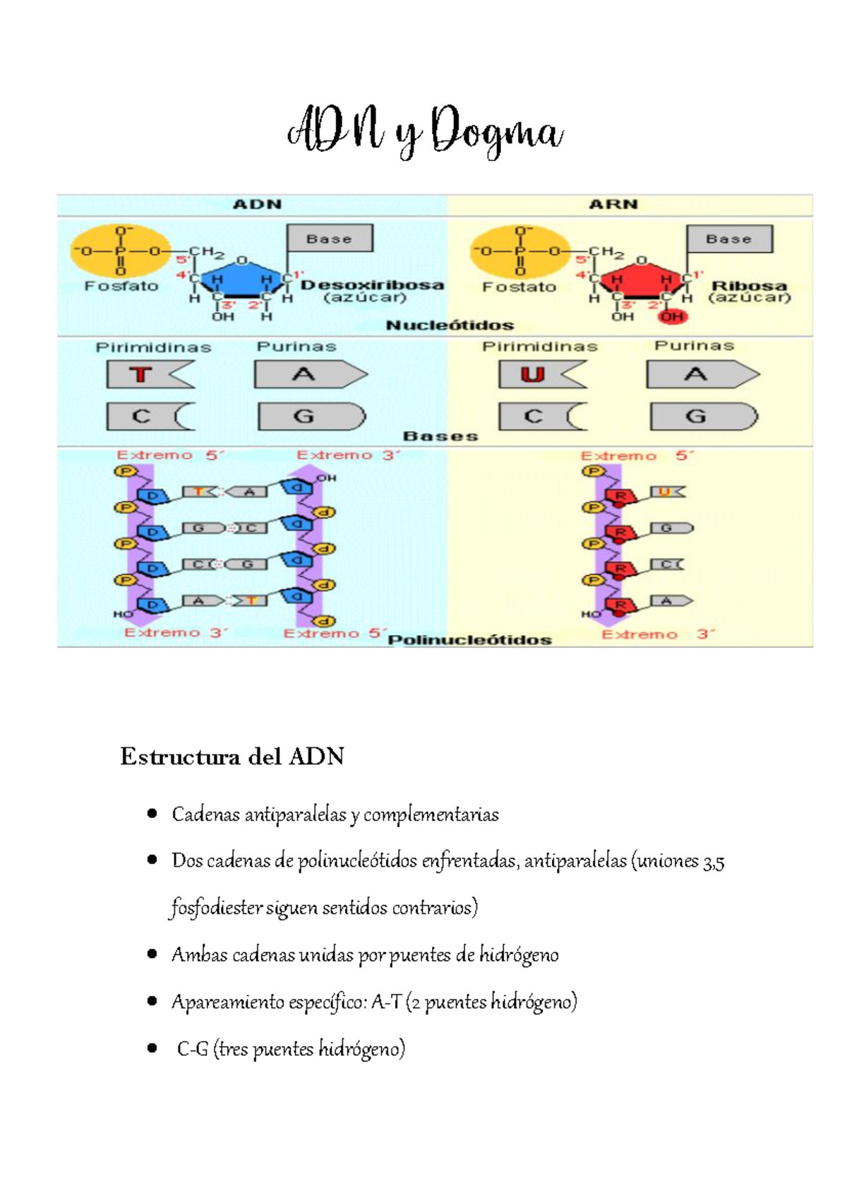 ADN y Dogma Resumen - Estructura del ADN Cadenas antiparalelas y ...