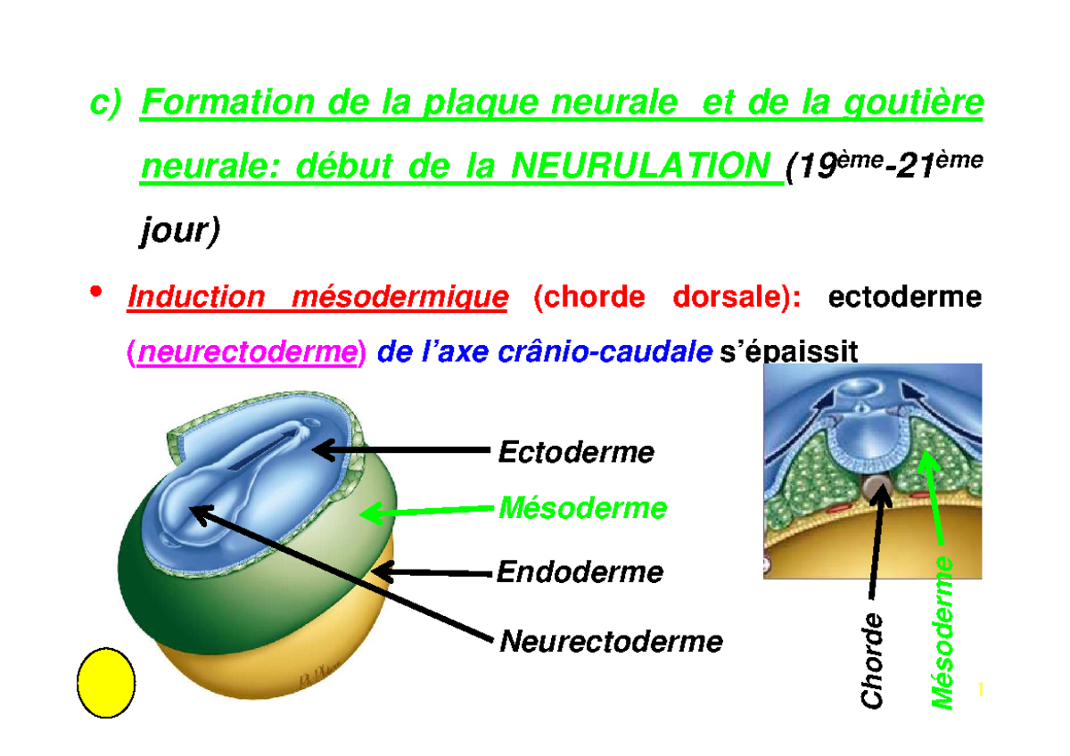 2ème partie Poly cours L1 embryologie 20212022 c) Formation de la