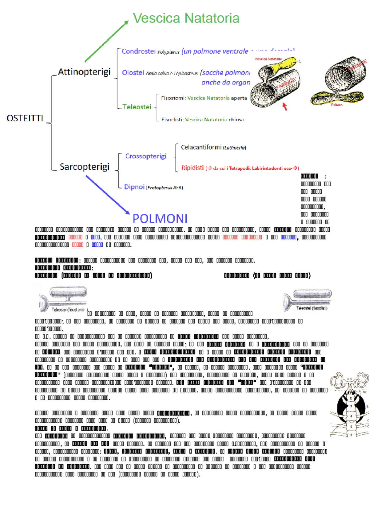 polmoni-notatki-z-wyk-adu-1-p-pp-pp-pp-p-p-p-pp-pp-pp-pp-pp-pp