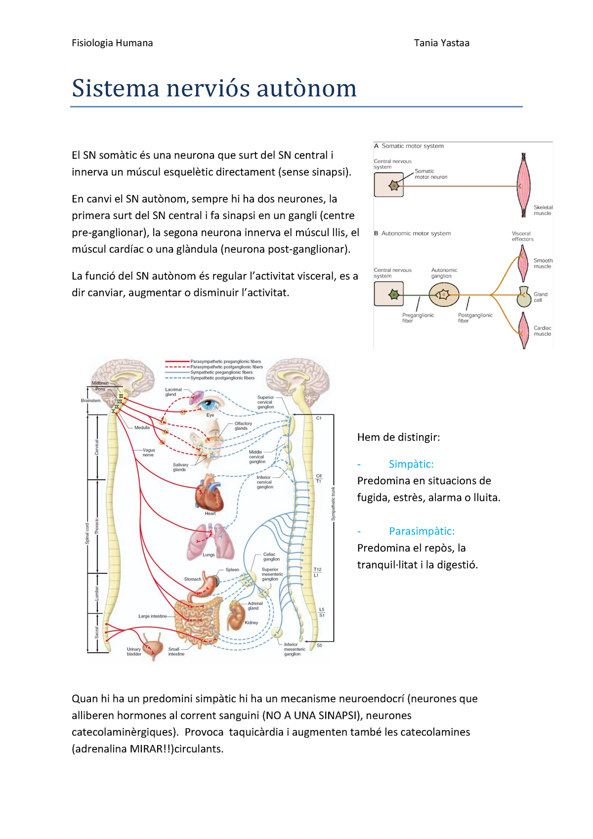 6 Sistema Nerviós Autònom Fisiologia Humana Tania Yastaa Sistema Nerviós Autónóm El Sn 1282