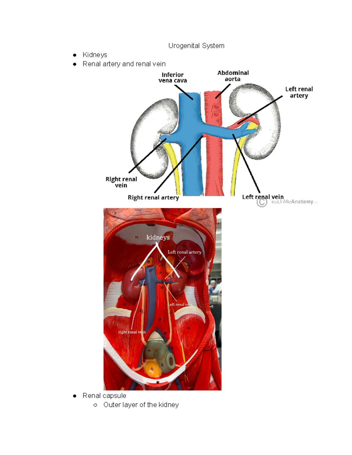 Urogenital System Anatomy - Urogenital System Kidneys Renal artery and ...