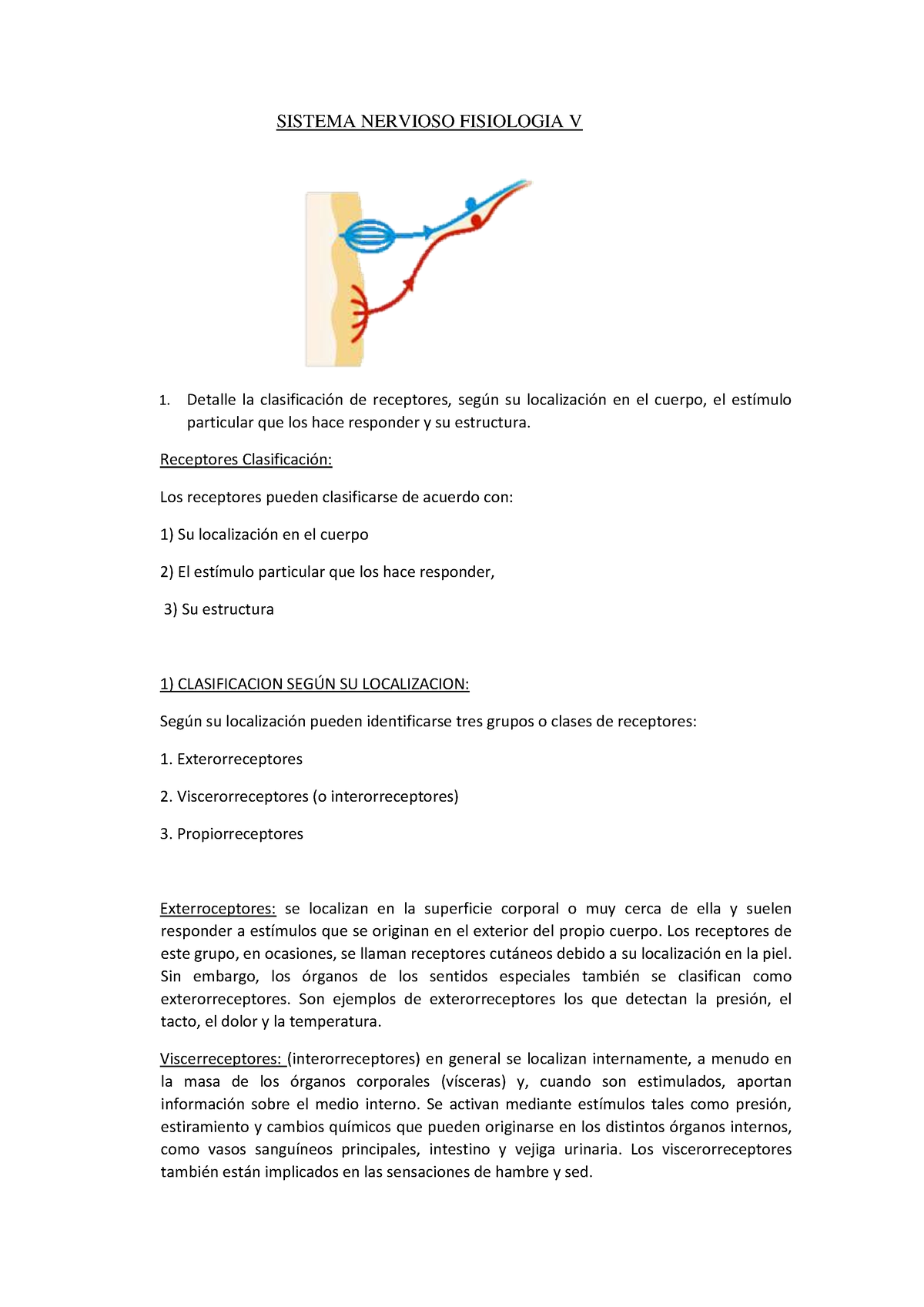 Sistema Nervioso Fisiologia V - SISTEMA NERVIOSO FISIOLOGIA V Detalle ...