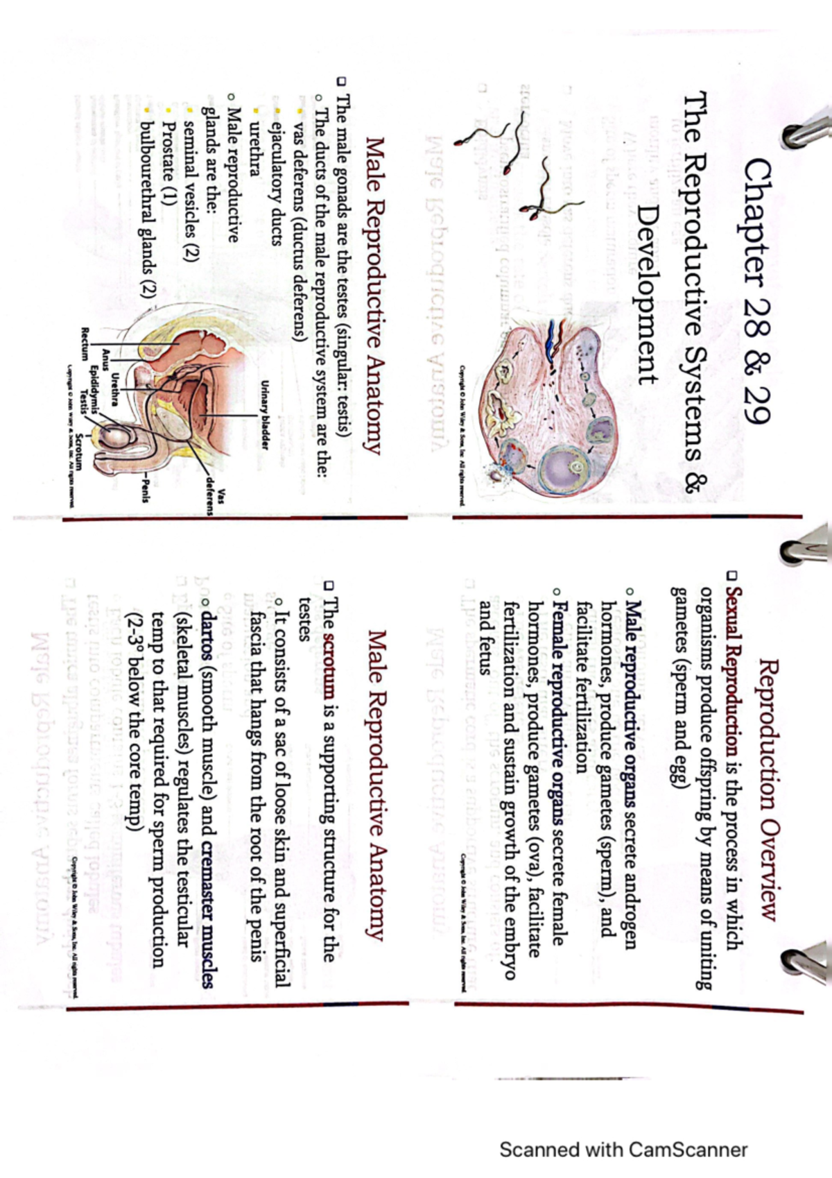 Anatomy Chapter 28 29 First Part - BIOL 142 - Studocu