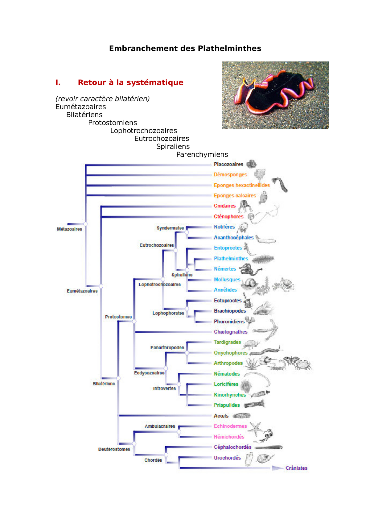 Cours 1 Evolution Du Règne Animal PDF | Zoologie | Taxonomie (Biologie)