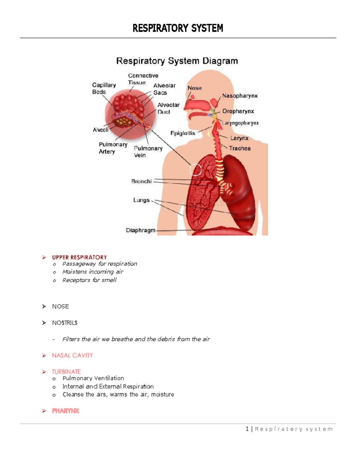 Respiratory System notes 1 R e s p i r a t o r y s y s t e m