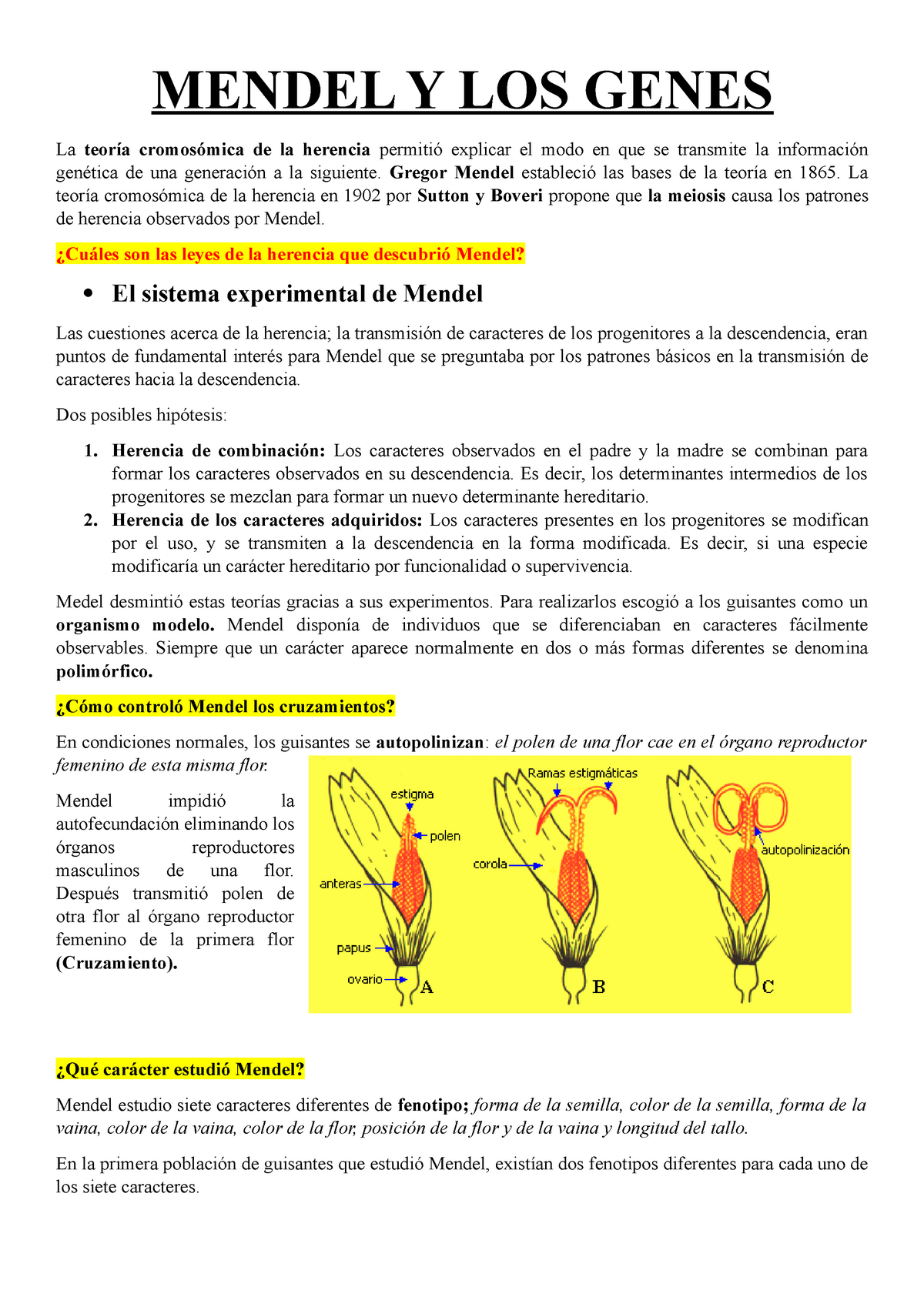 Mendel Y LOS Genes - apuntes - MENDEL Y LOS GENES La teoría cromosómica de  la herencia permitió - Studocu