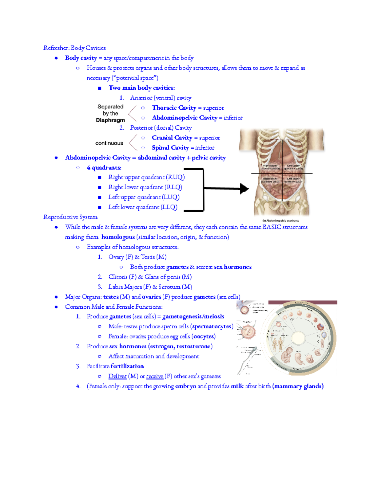 Reproductive System - Refresher: Body Cavities Body cavity = any space ...