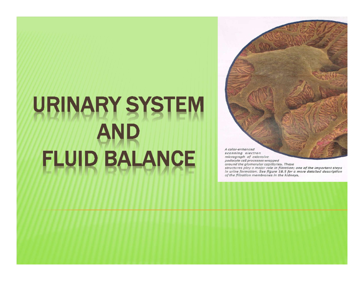 Introduction to Urinary System URINARY SYSTEM AND FLUID BALANCE