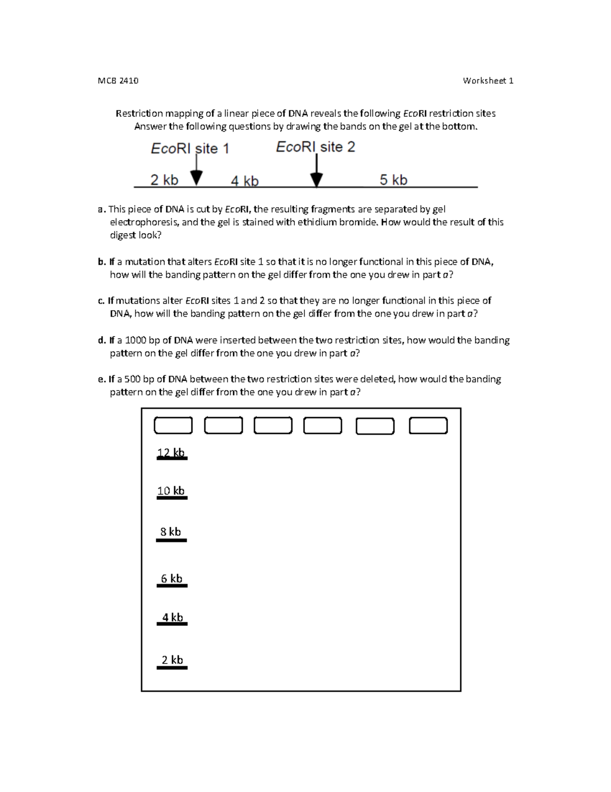 MCB2410 Molecular Genet Worksheet Packet - MCB$2410$ $$ Worksheet$1 ...