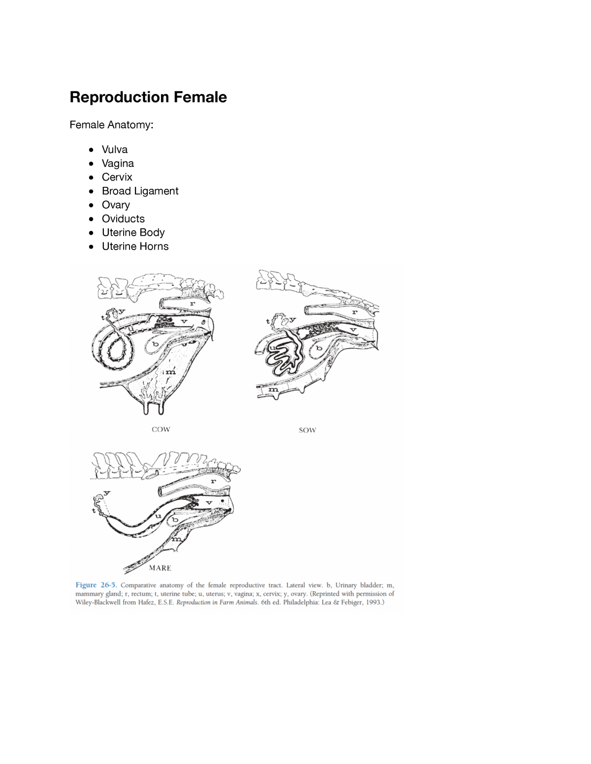 Female Animal Reproduction - Reproduction Female Female Anatomy: Vulva  Vagina Cervix Broad Ligament - Studocu