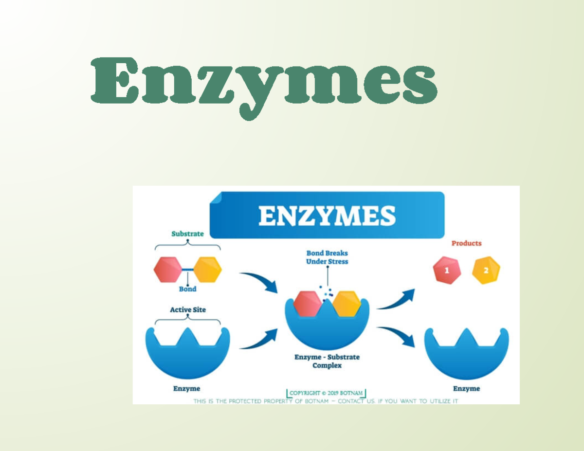 Catalysts Definition Enzyme at Bernadette Oakman blog