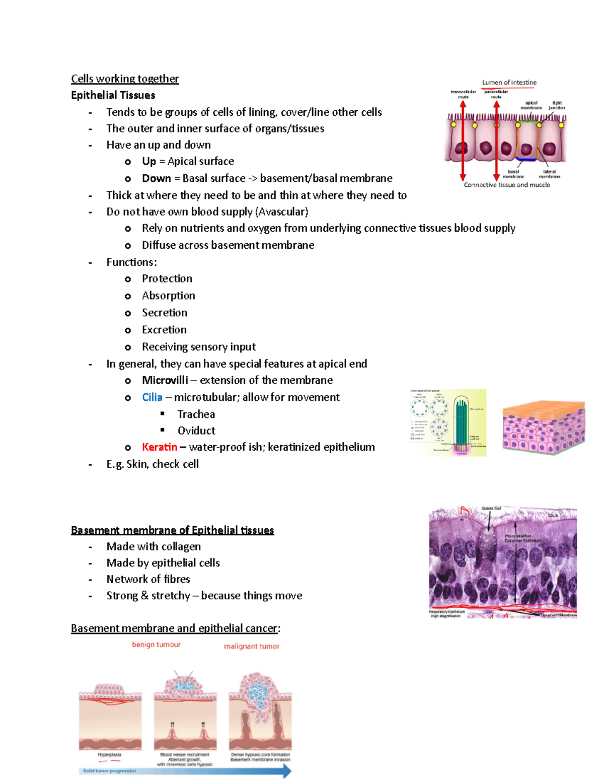 L3 Cells working together - Cells working together Epithelial Tissues ...