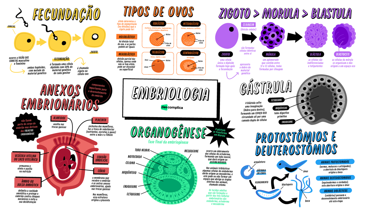 Qqd Embriologia Mapas Mentais Tipos De Ovos Tipos De Ovos Zigoto Sexiezpix Web Porn 8125