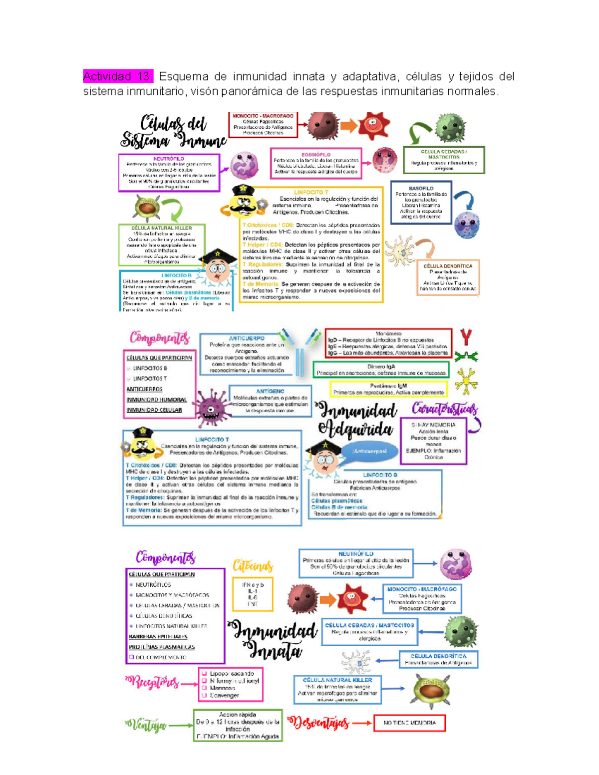 Anatomía Patológica Apuntes Actividad 13 Esquema De Inmunidad Innata Y Adaptativa Células 2489