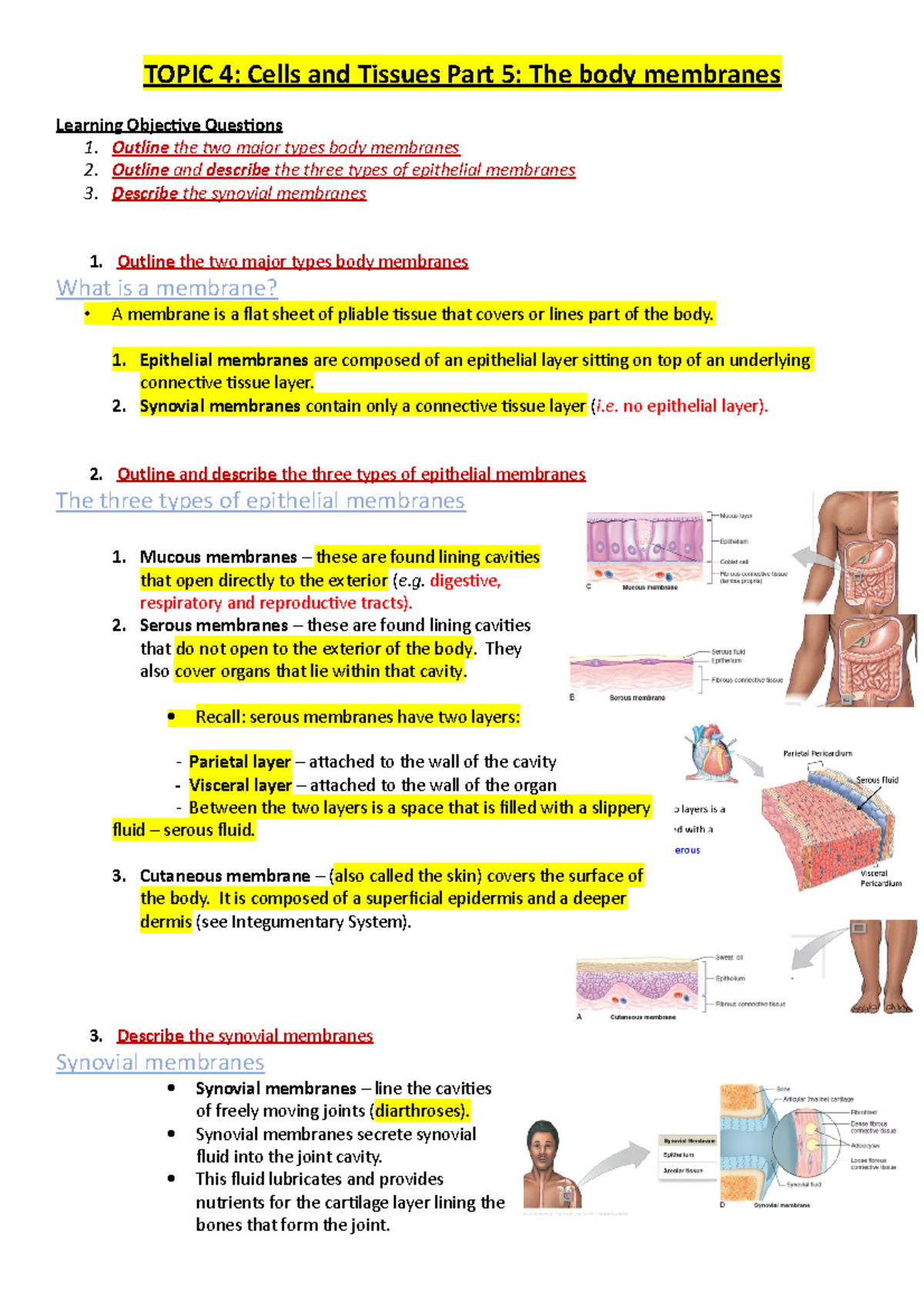 Topic 4 - Cells & Tissues - Part 5 - TOPIC 4: Cells And Tissues Part 5 ...