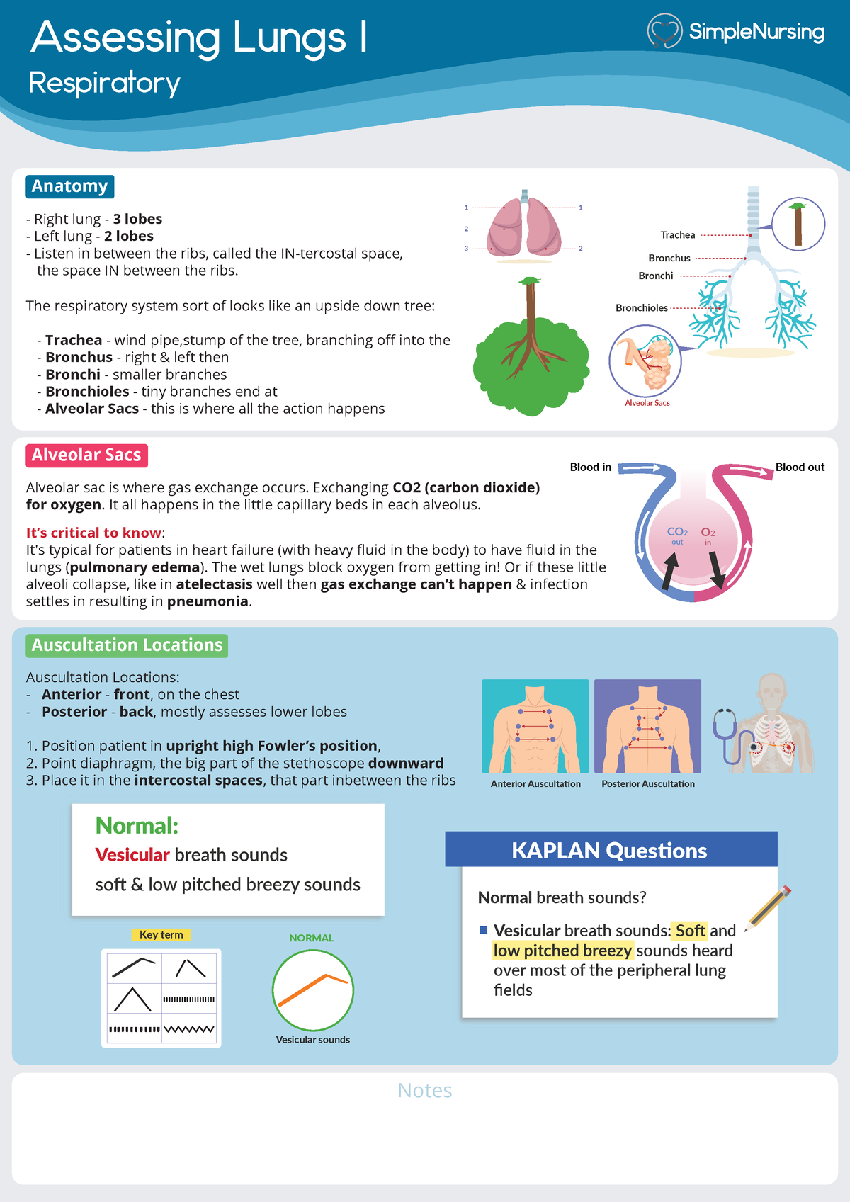 1 - Anatomy of the Lungs - various materials throughout hondros ...