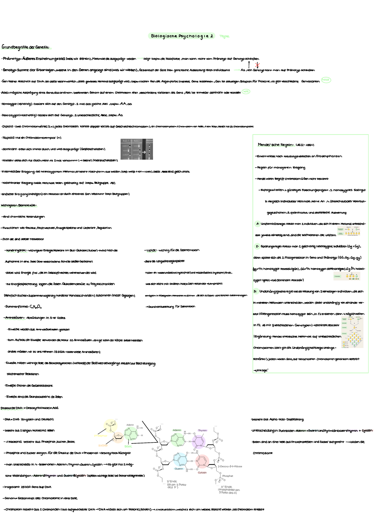 Grundbegriffe Der Genetik Und Mendelsche Regeln ...