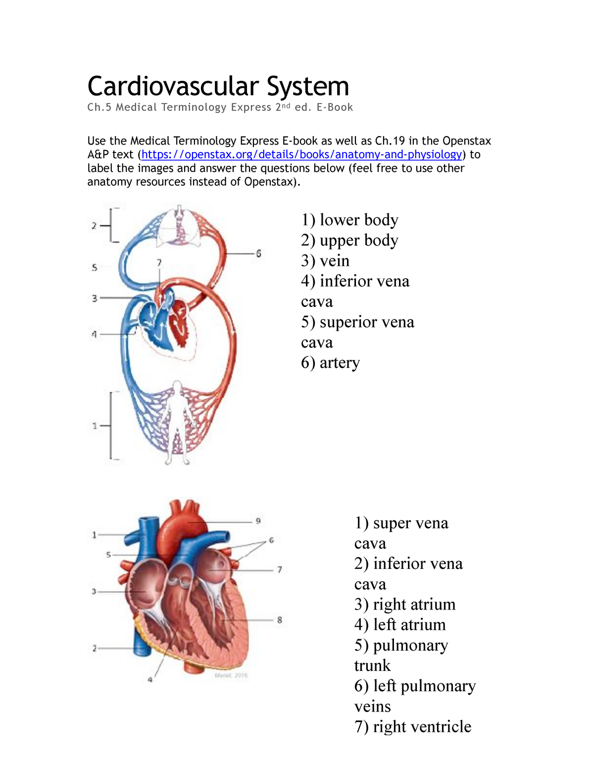 key-cardiovascular-system-review-physics-011-studocu