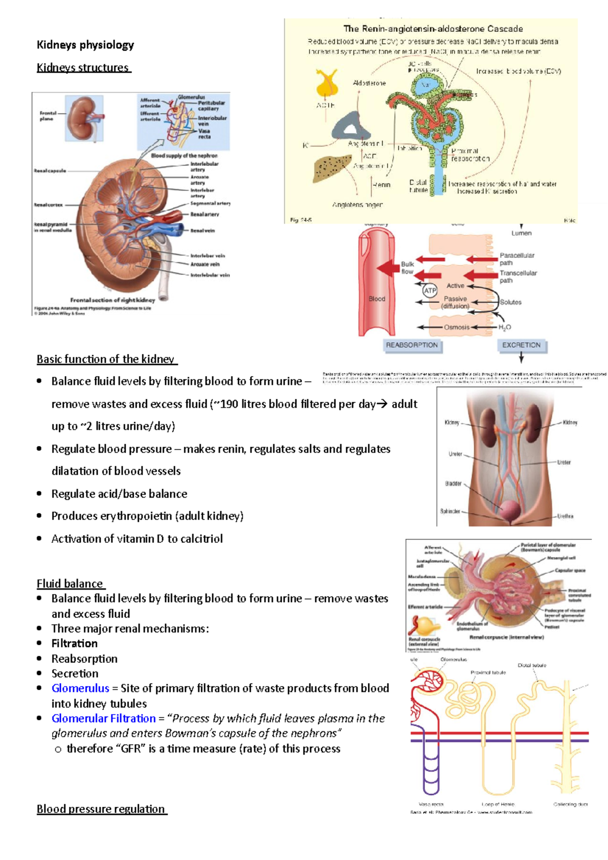 Kidneys physiology - personal notes - Kidneys physiology Kidneys ...