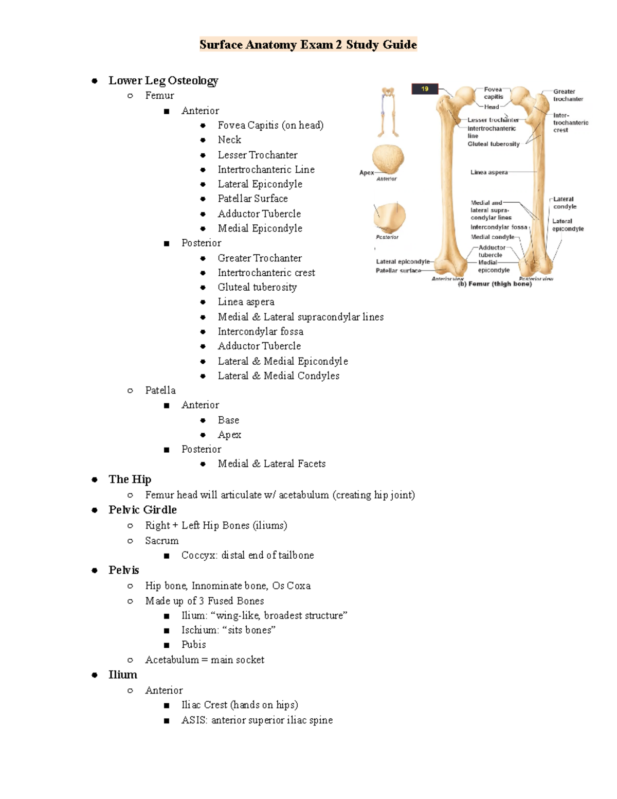 SMD Exam 2 Study Guide - Lower Leg Osteology Femur Anterior Fovea ...