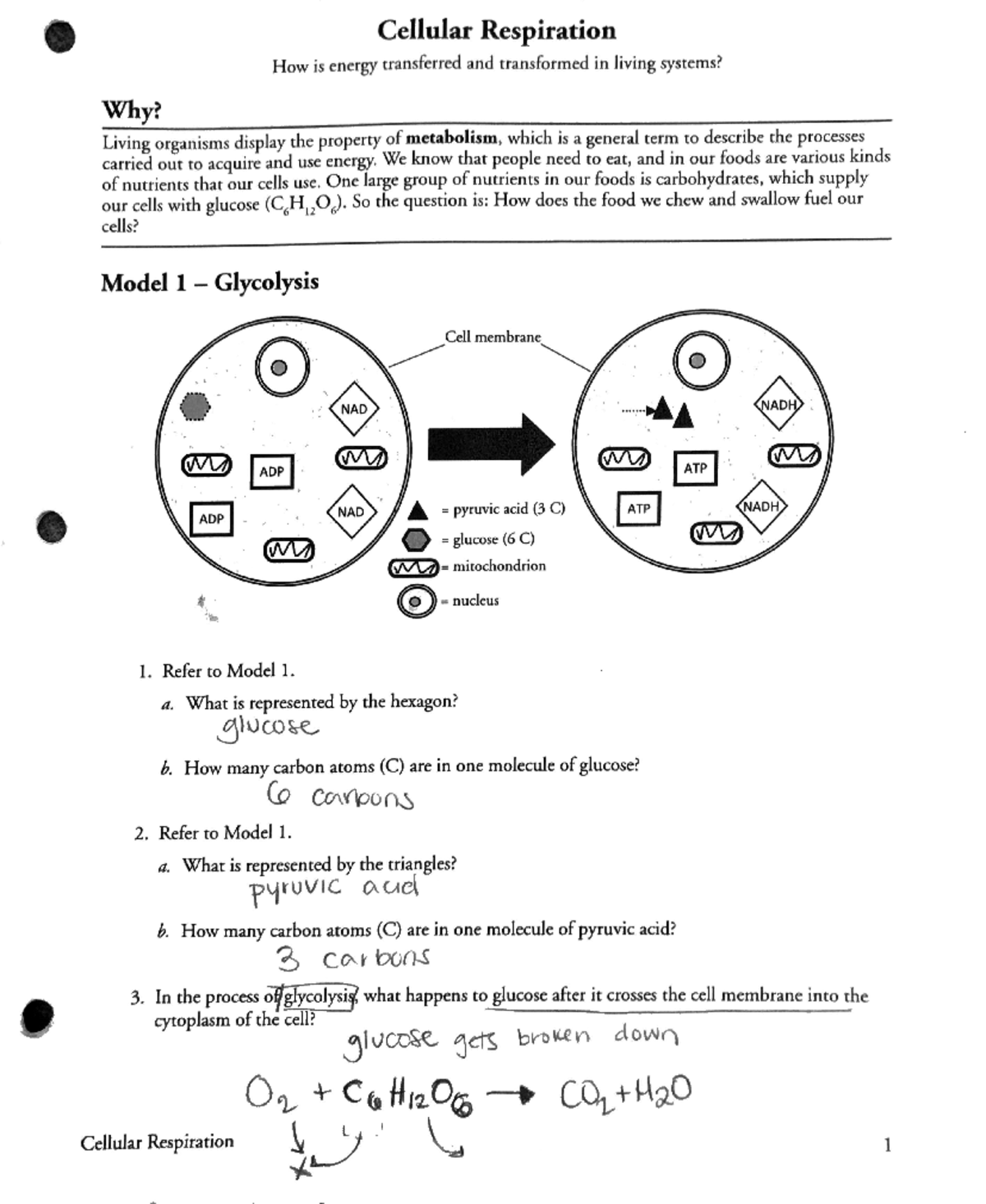 BIOL 101 Cellular Respiration Pogil BIOL 101 Studocu   Thumb 1200 1466 