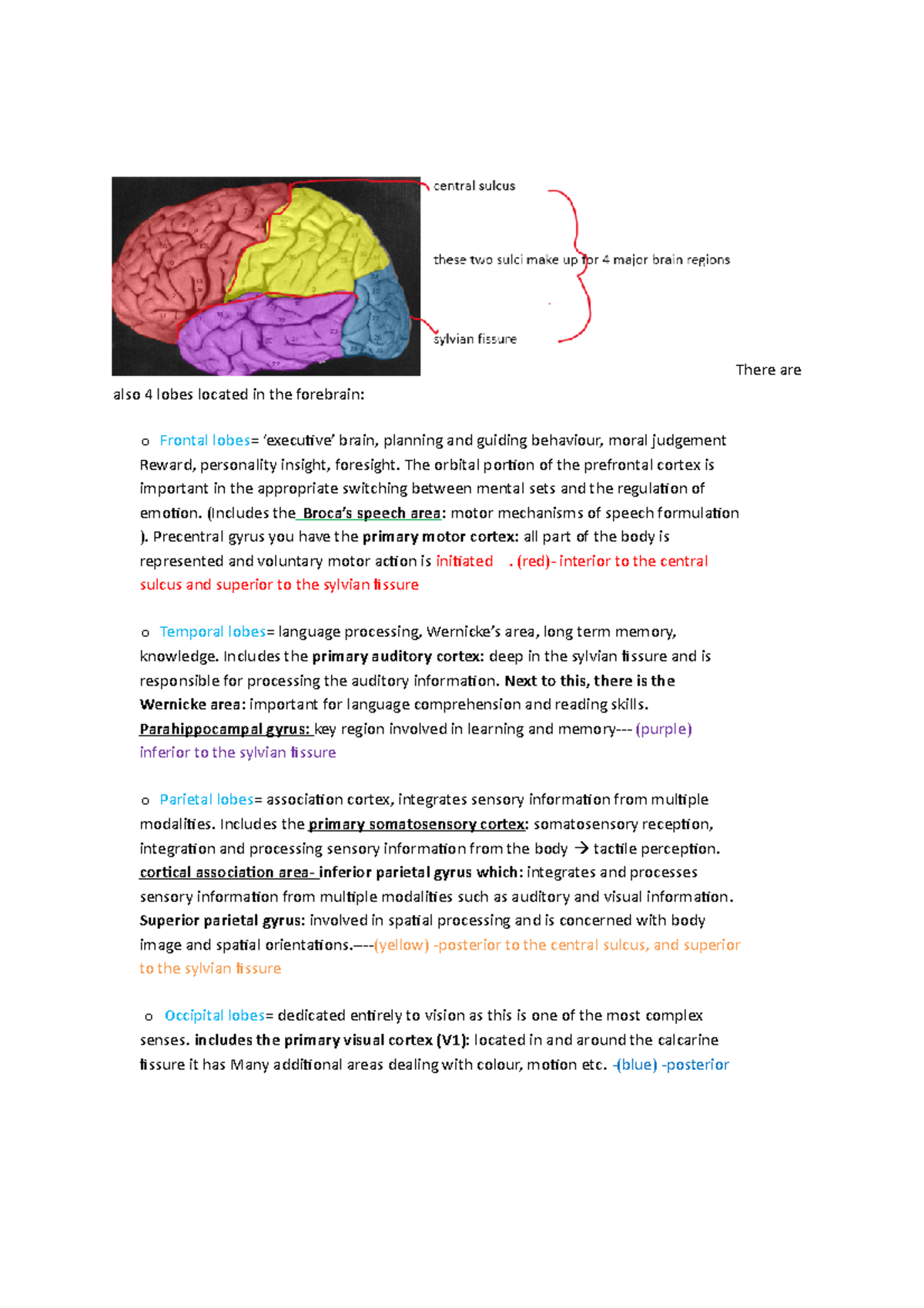 Lobes in the brain notes labeled diagram - There are also 4 lobes ...