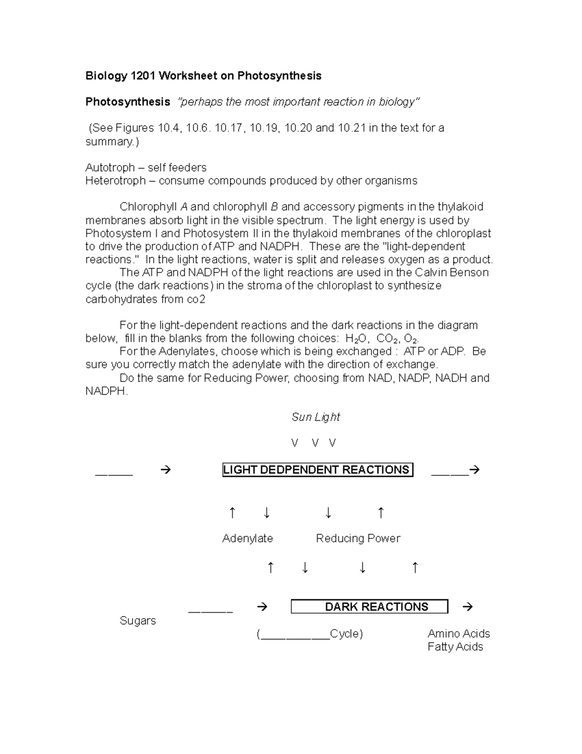 E2 photosynthesis - Lecture notes 12 for exam 2 - Biology 1201 ...