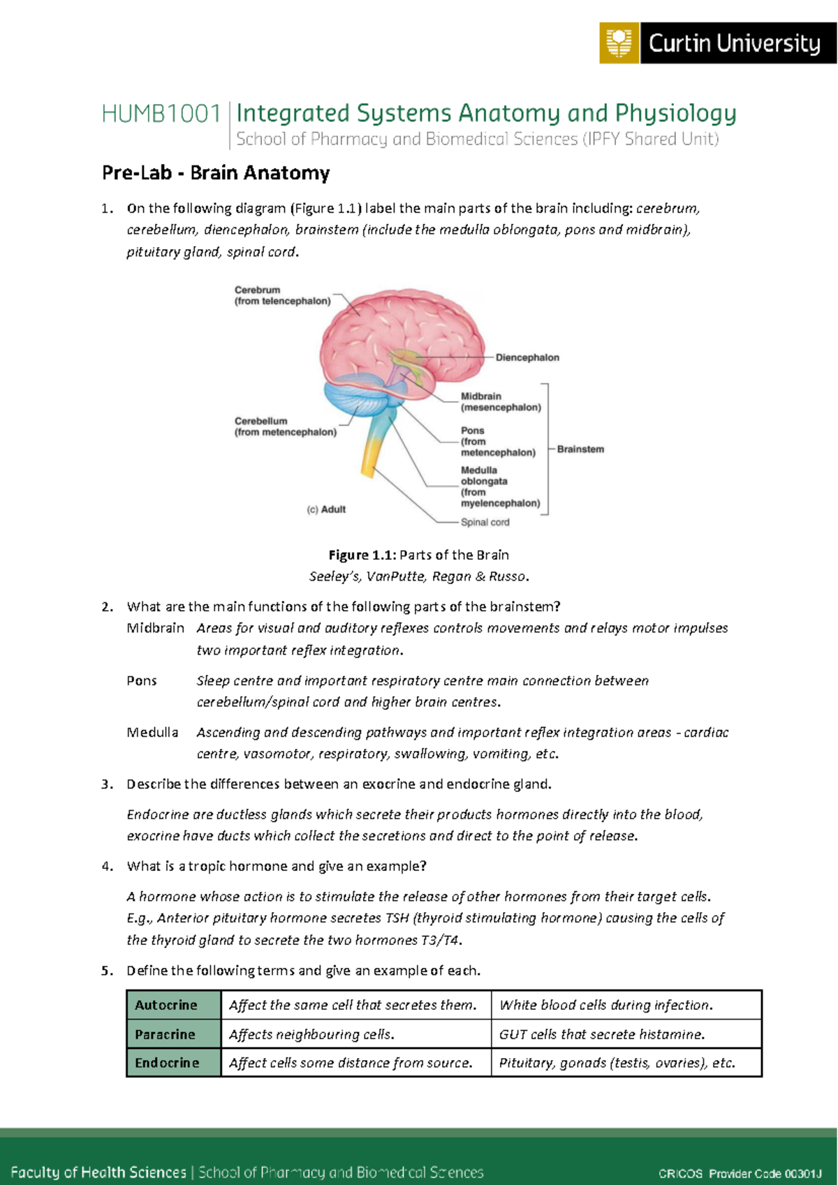 Pre-Lab Brain Anatomy Answers 1 - Pre-Lab - Brain Anatomy On The ...