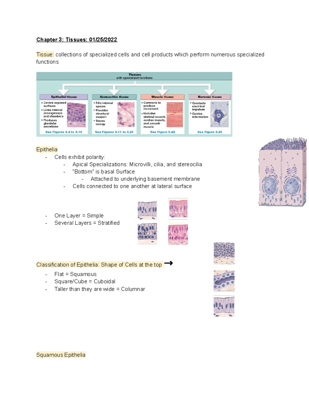 Chapter 3 Tissues 01 25 2022 - Chapter 3: Tissues: 01/25/ Tissue ...