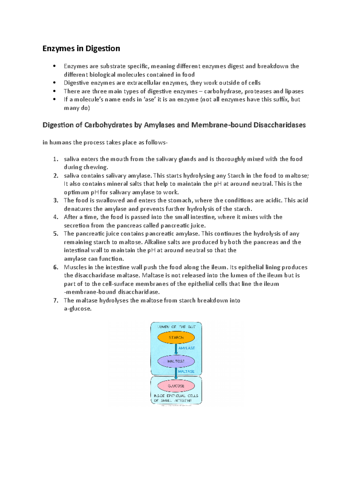 Enzymes in Digestion saliva contains salivary amylase. This starts