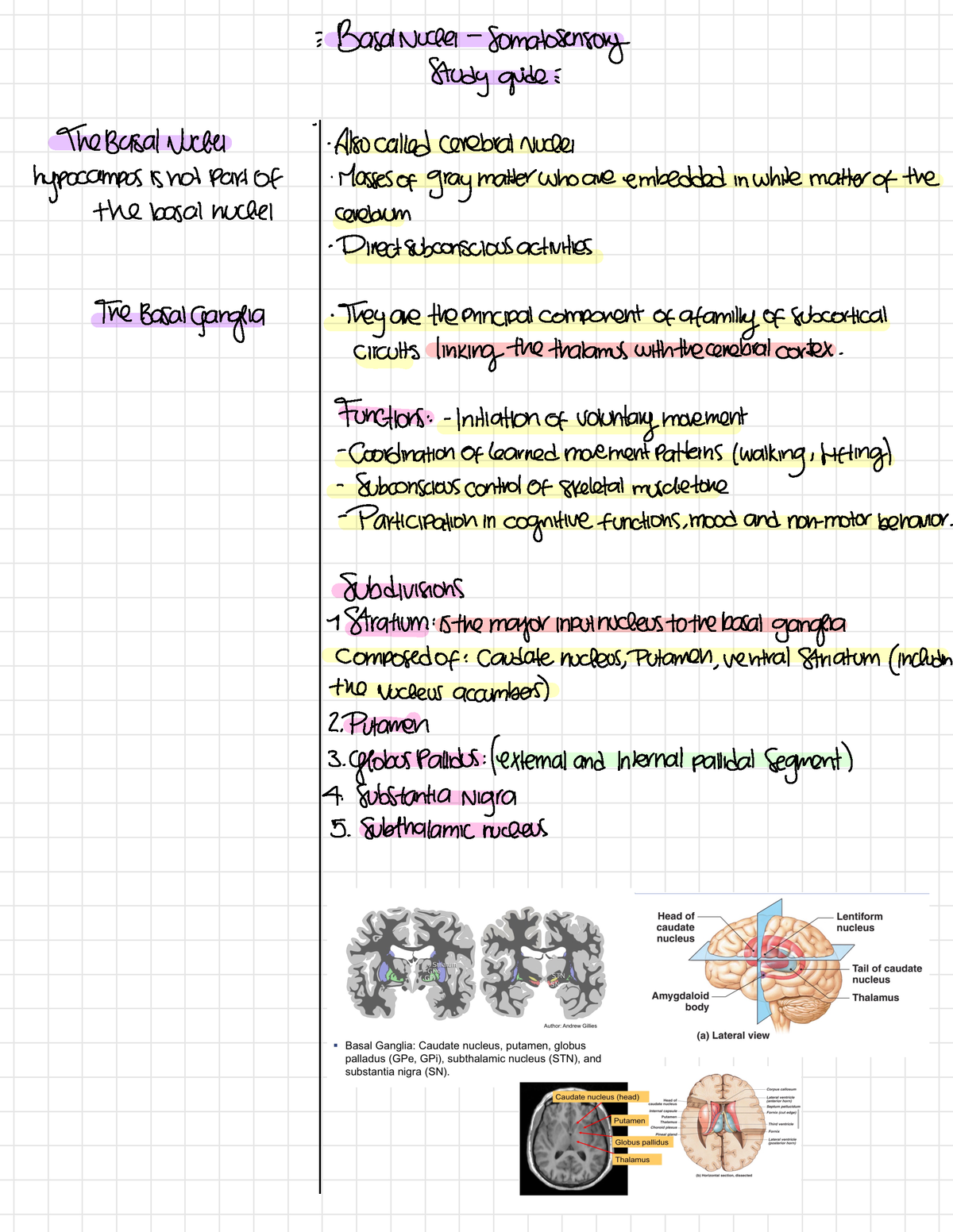 Neuroanatomy Chapter 4-somatosensory - = . Basalnuclei Somatosensory 