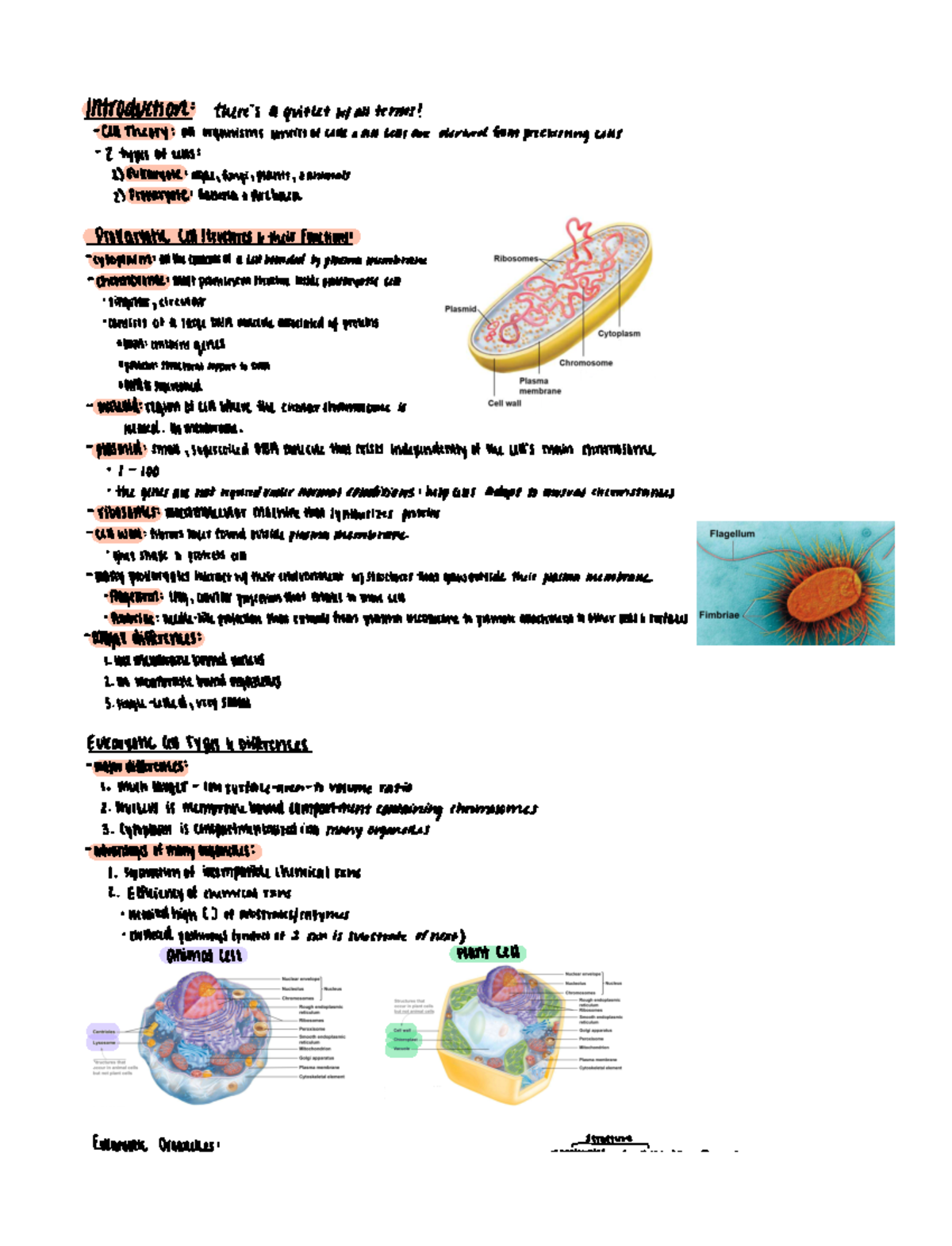 Inside The Cell - Organelle Structure And Function - BIOLOGY 113 - Studocu