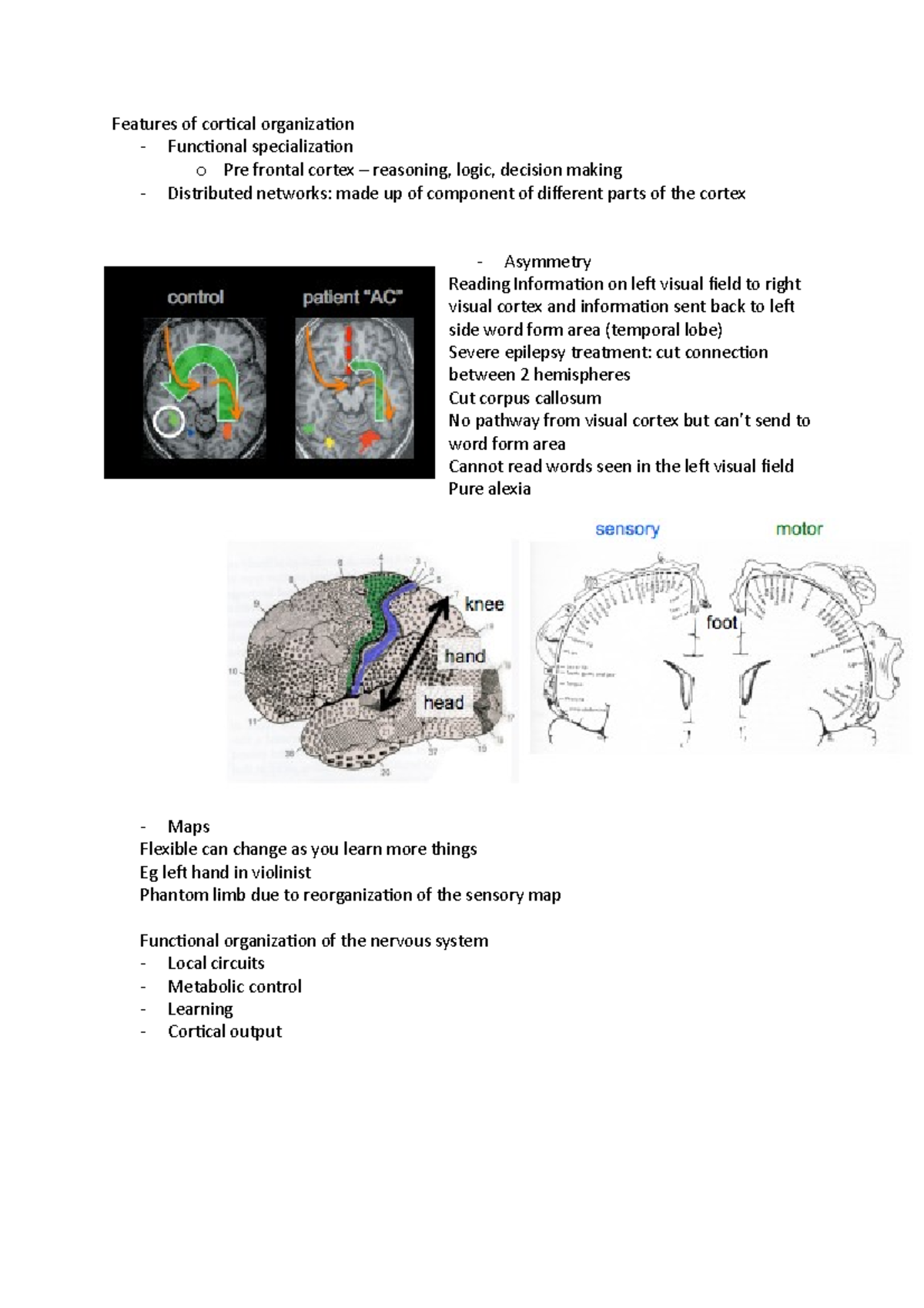 Functional organisation of the nervous system - Features of cortical ...