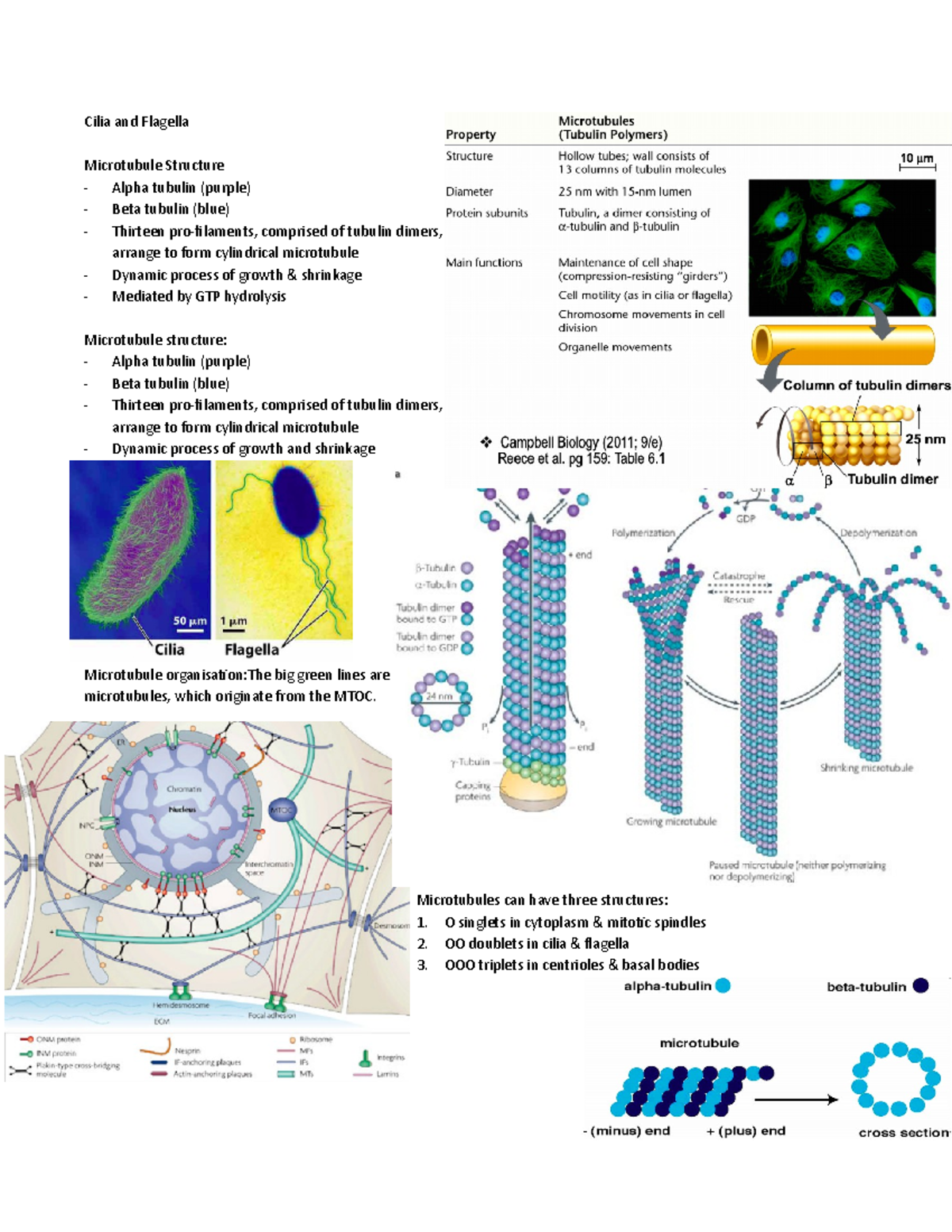 Eukaryotic Cilia and Flagella & Cytoplasmic Membranes and Mitochondria ...