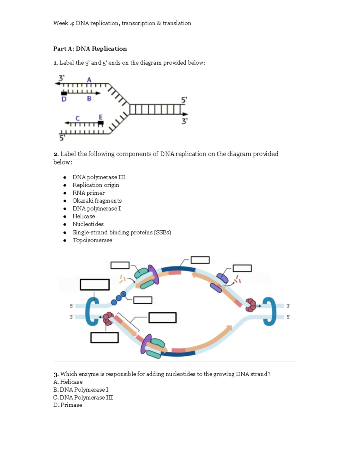 Some more diagrammatic practice questions - Week 4 : DNA replication ...