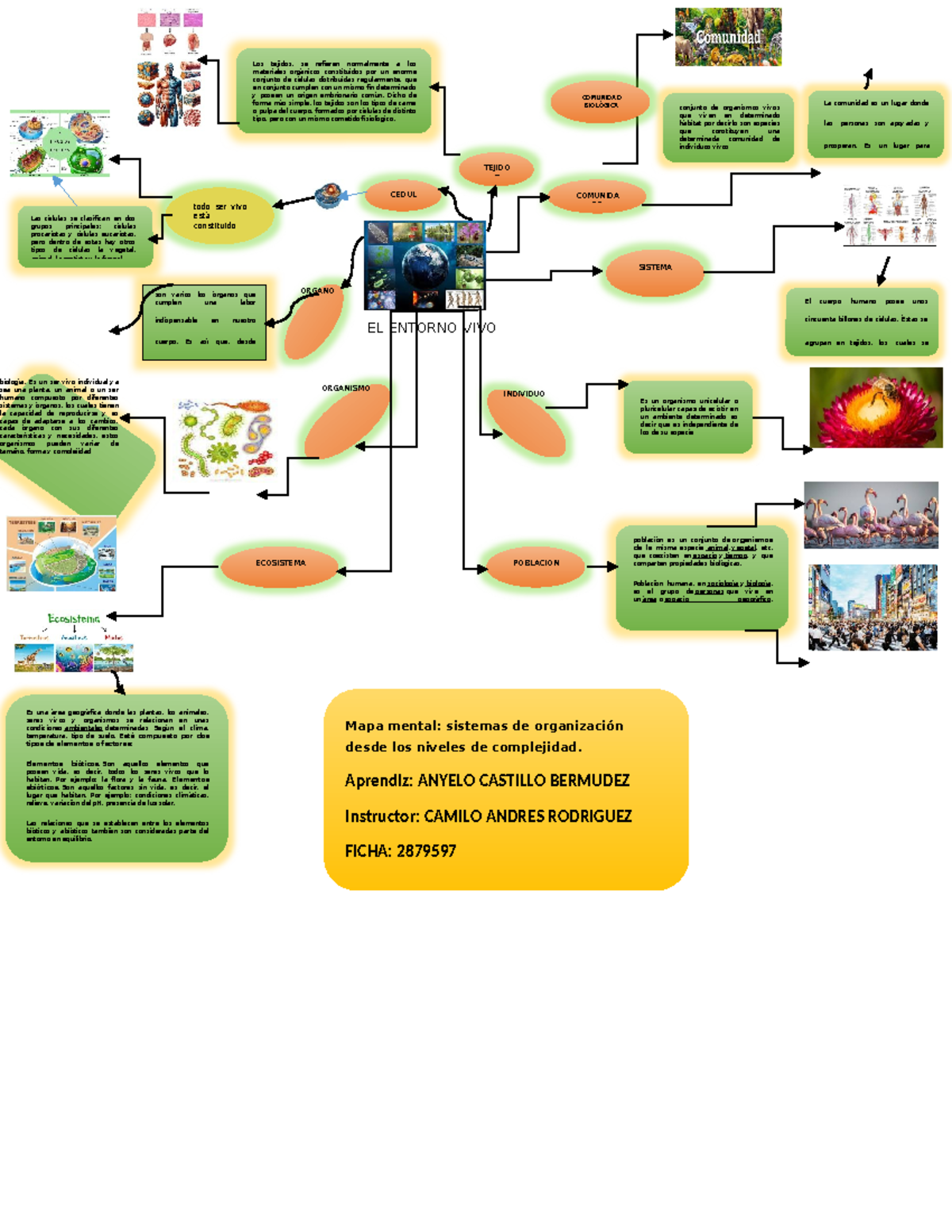 MAPA Mental Sistema DE Organizacion - EL ENTORNO VIVO CEDUL todo ser ...