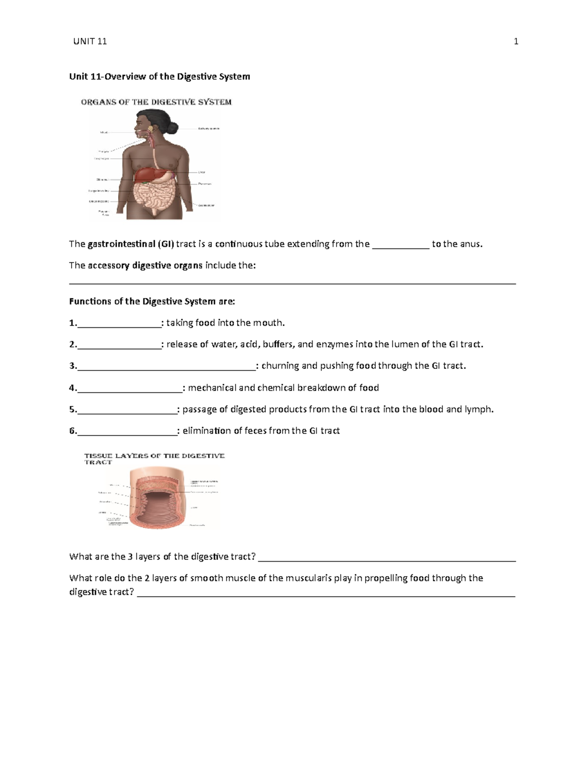 Unit+11-Overview+of+the+Digestive+System - Unit 11-Overview of the ...
